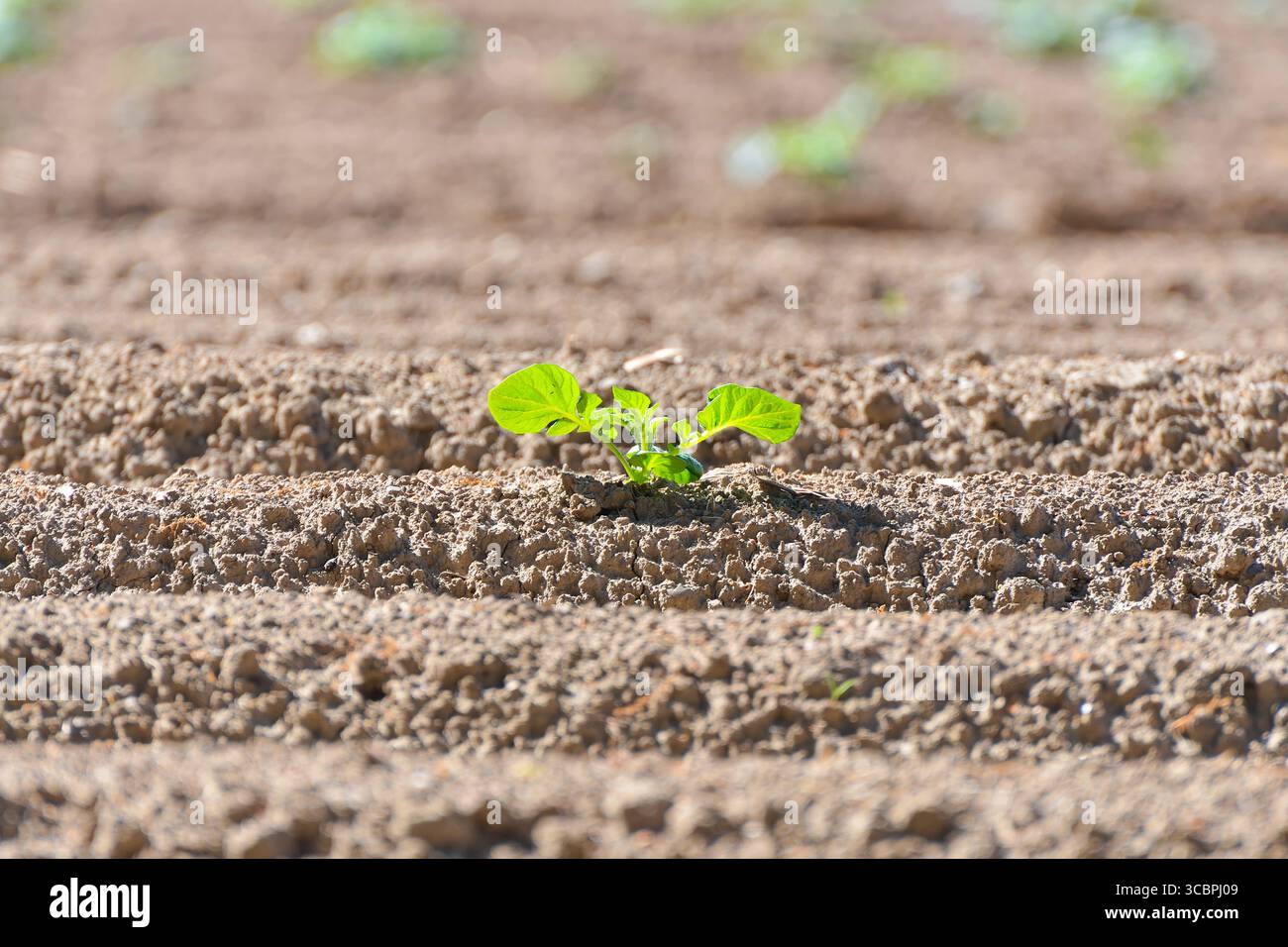 potato (Solanum tuberosum), young potato plant in a potato field, Germany, North Rhine-Westphalia Stock Photo