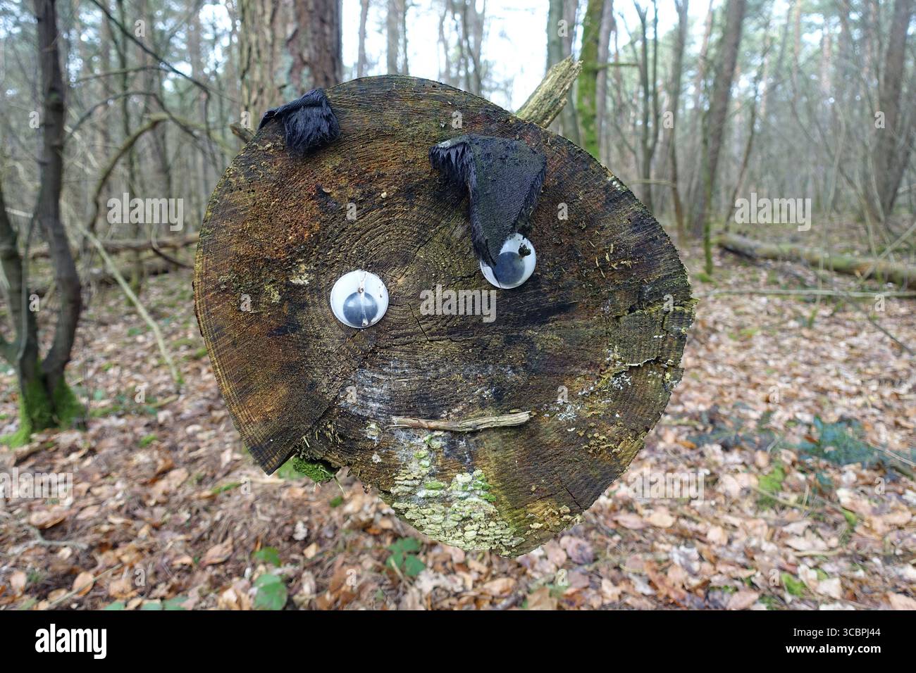 tree face, Germany, North Rhine-Westphalia Stock Photo