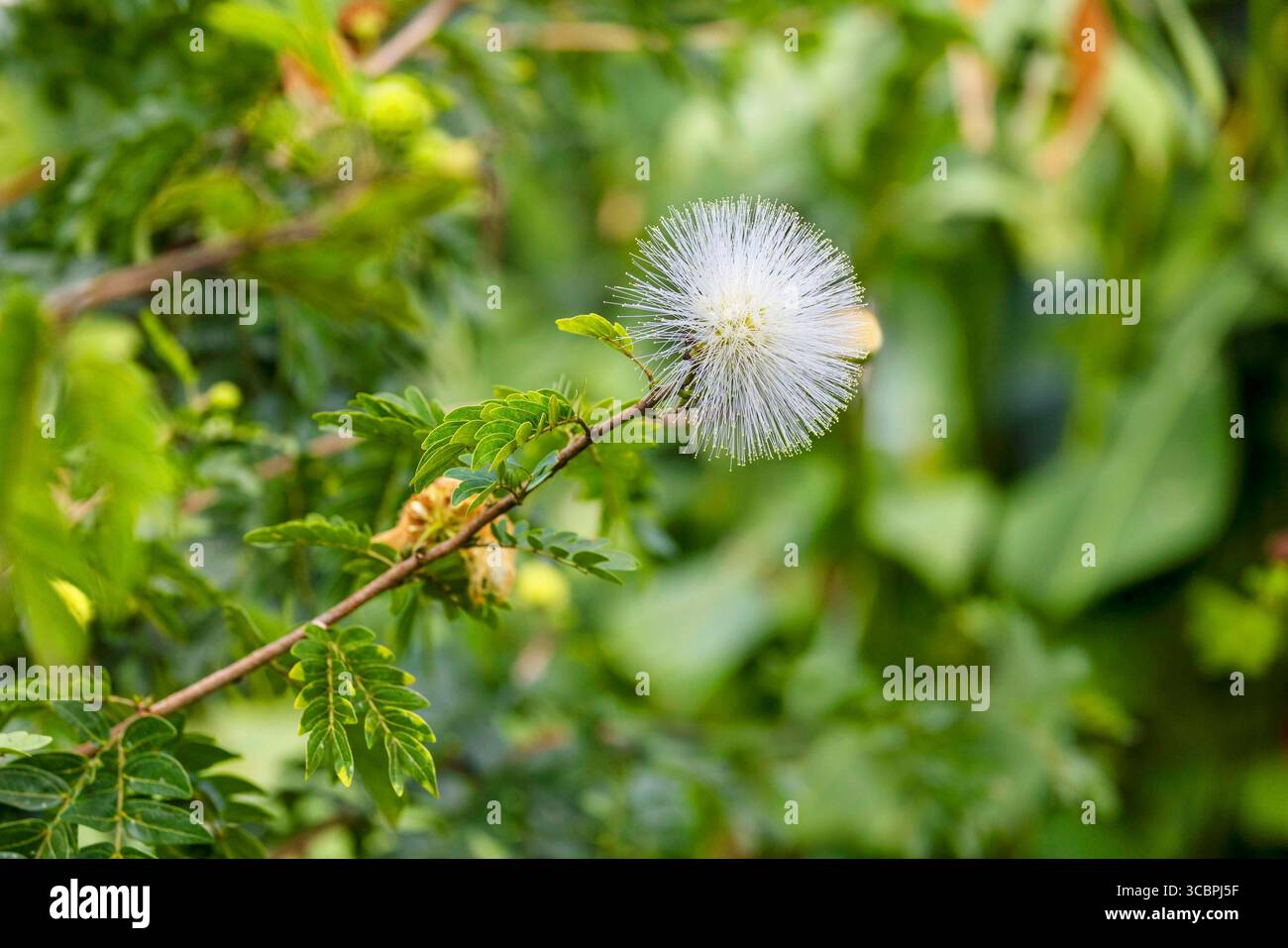 White powderpuff tree (Calliandra portoricensis), blooming branch, Costa Rica, Alajuela, La Fortuna Stock Photo