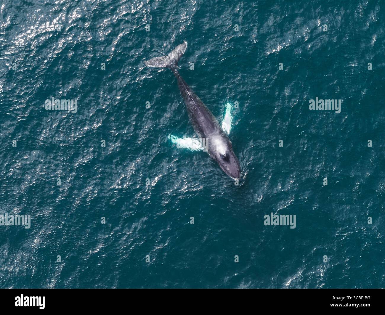 Aerial View of a Whale Swimming in Iceland's Deep Blue Waters Stock ...