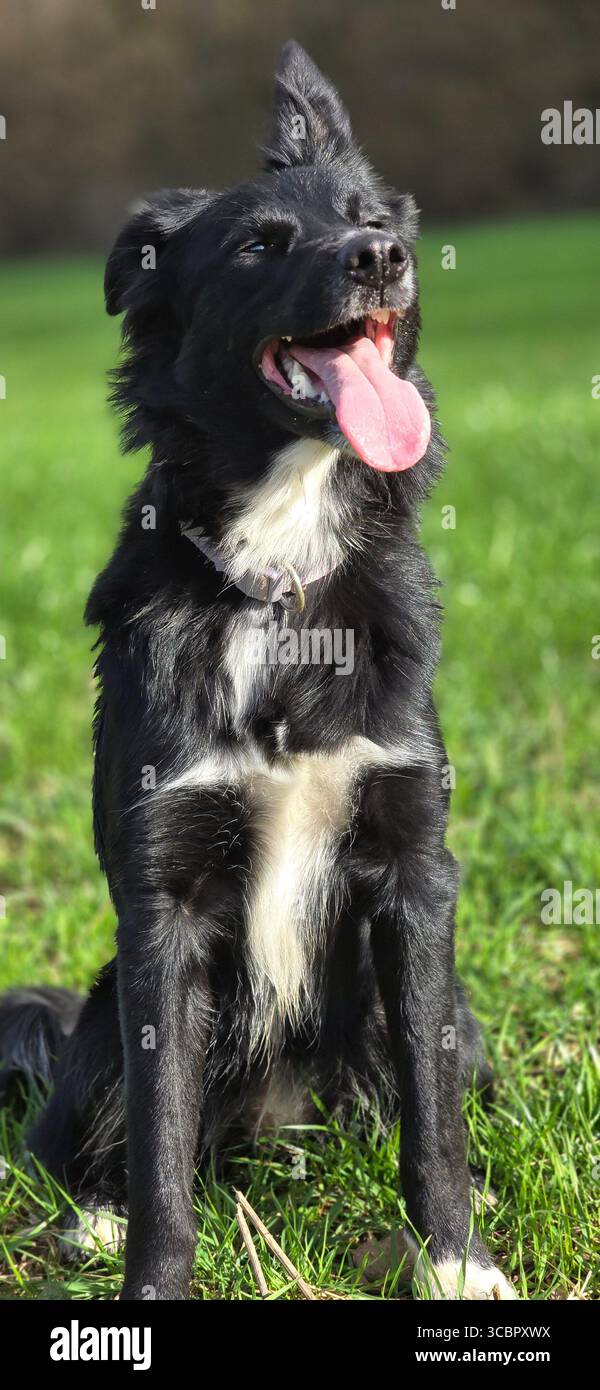Les animaux de compagnie - Smartphone Captured Stock Image