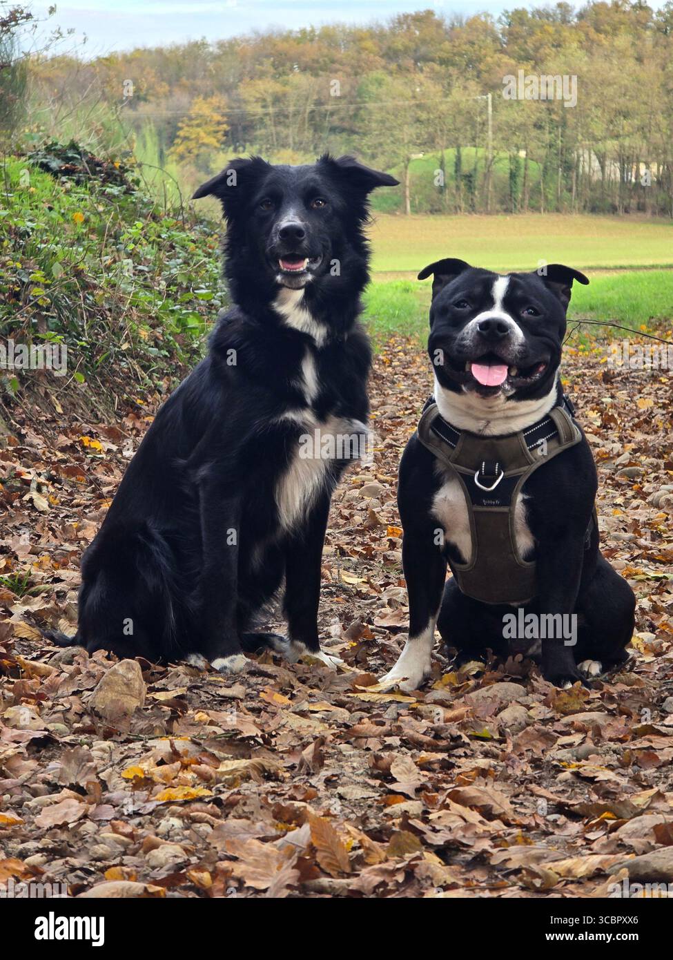 Les animaux de compagnie - Smartphone Captured Stock Image