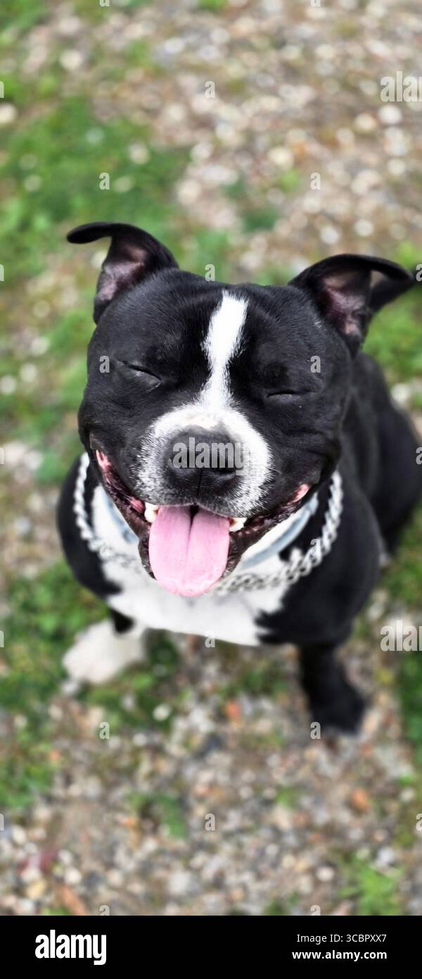 Les animaux de compagnie - Smartphone Captured Stock Image