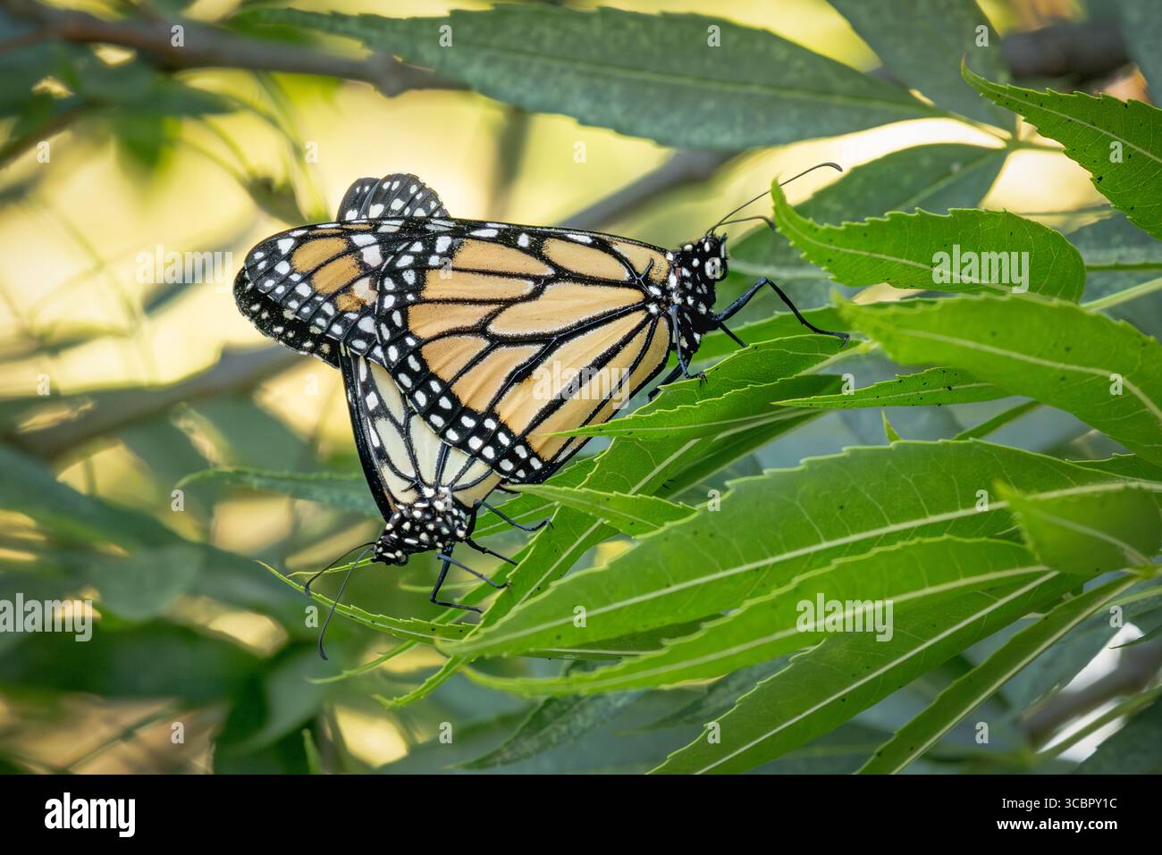 Mating behavior endangered monarch butterflies hi-res stock photography ...