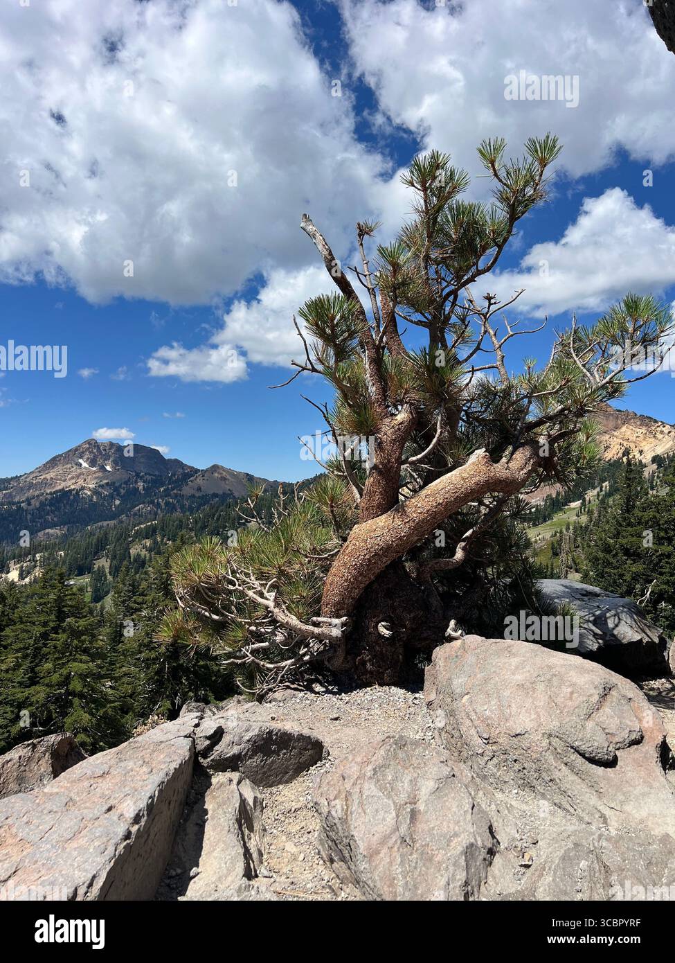 Ancient pine tree growing from granite rocks with Lassen Peak in background and dramatic sky, symbolizing resilience and survival in wilderness - Smartphone Captured Stock Image Ancient pine tree growing from granite rocks with Lassen Peak in background and dramatic sky, symbolizing resilience and survival in wilderness - Smartphone Captured Stock Image