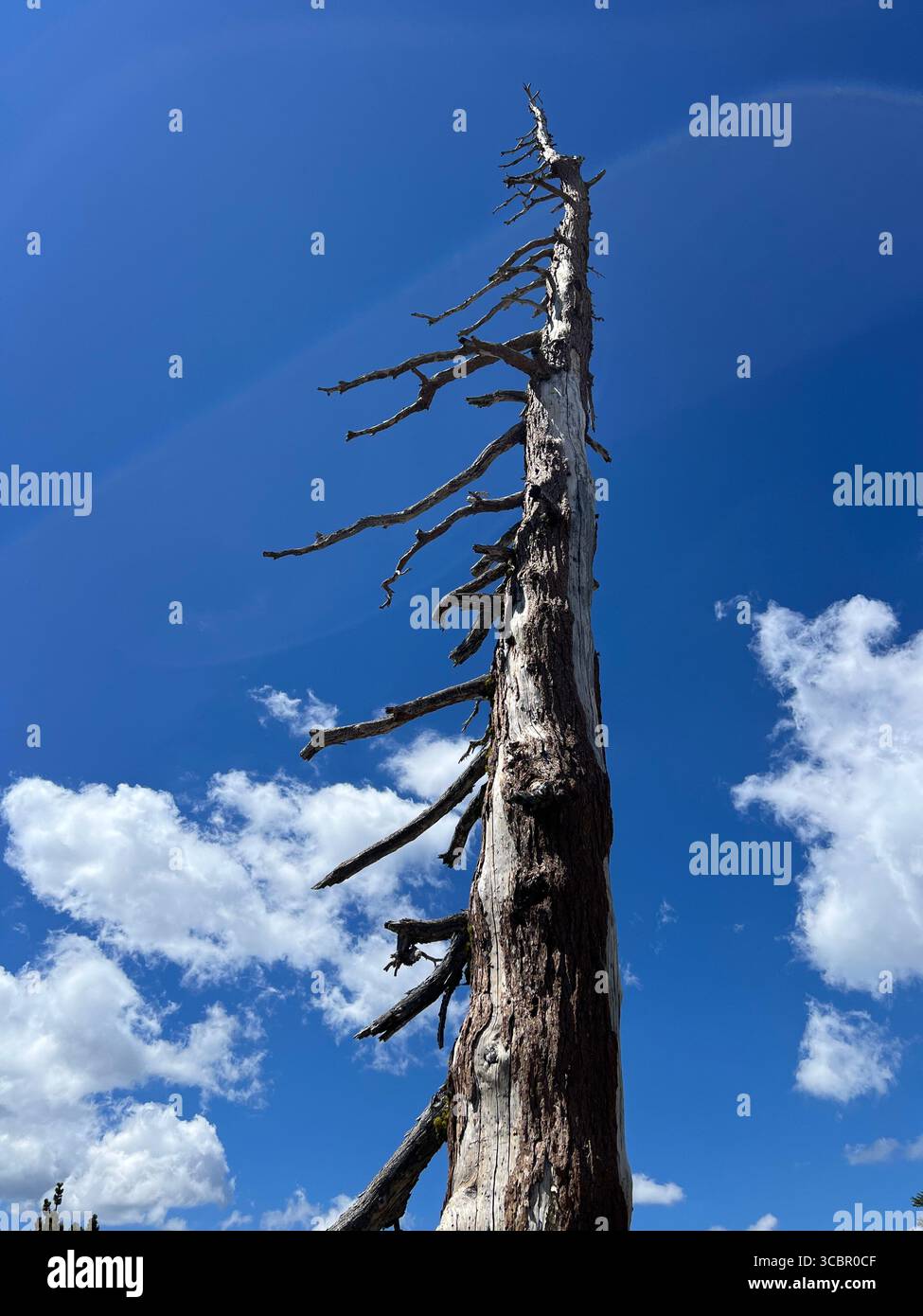 Dead pine tree over deep blue sky background in Lassen Volcanic National Park. Powerful symbol of survival and endurance in nature - Smartphone Captured Stock Image