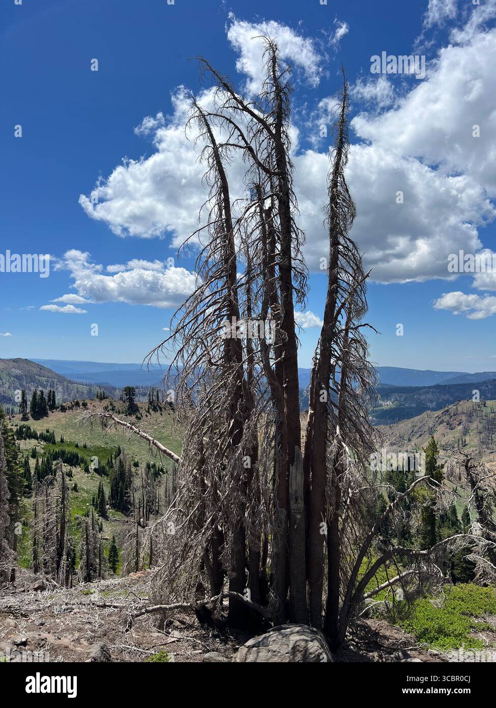 Multiple burnt pine trees with shared root system against mountain backdrop in Lassen Volcanic National Park during late summer recovery period. - Smartphone Captured Stock Image