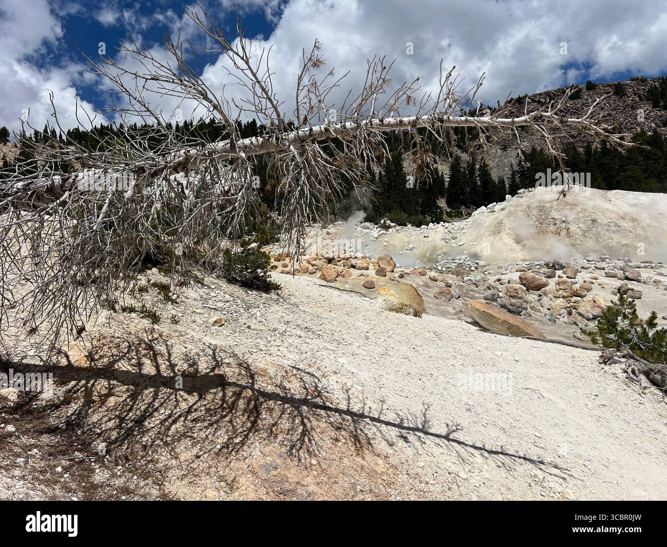 Dead white pine and shadow over geothermal terrain in Bumpass Hell Lassen Volcanic National Park summer midday scene with dystopian and abstract tones - Smartphone Captured Stock Image