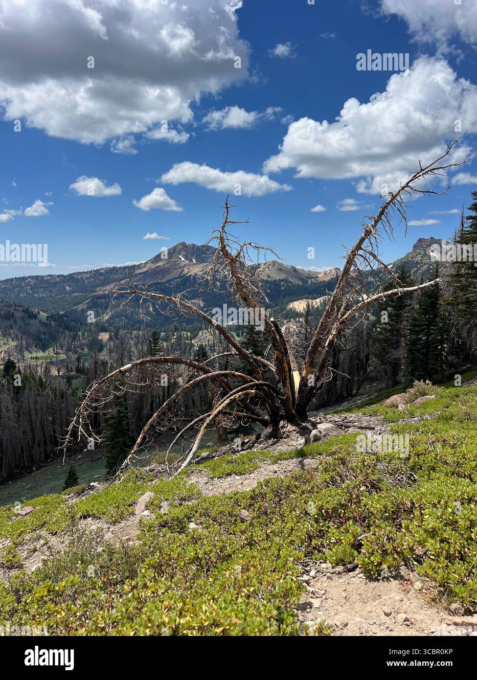 Burnt fallen tree with skeletal branches in Lassen Volcanic National Park, California, with volcanic mountains, blue sky, and clouds in late summer. - Smartphone Captured Stock Image