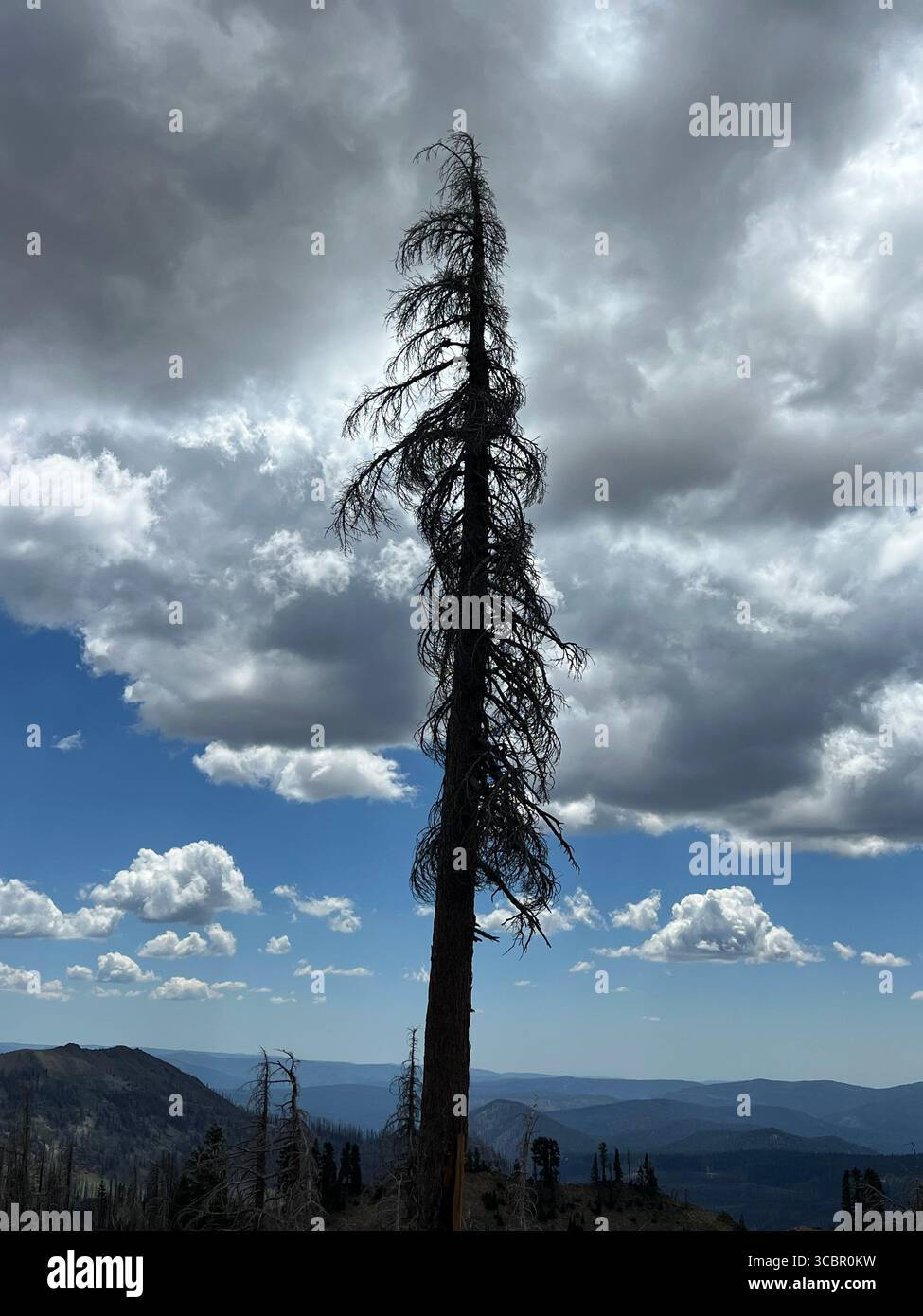 Lonely burnt pine tree silhouette under dramatic stormy sky with heavy clouds in Lassen Volcanic National Park, California. - Smartphone Captured Stock Image