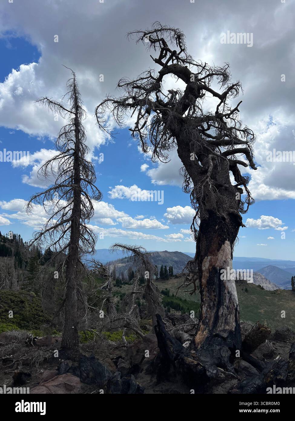 Two contrasting fire-damaged pine trees showing different wildfire impact effects, late summer at Lassen Volcanic National Park, California. - Smartphone Captured Stock Image