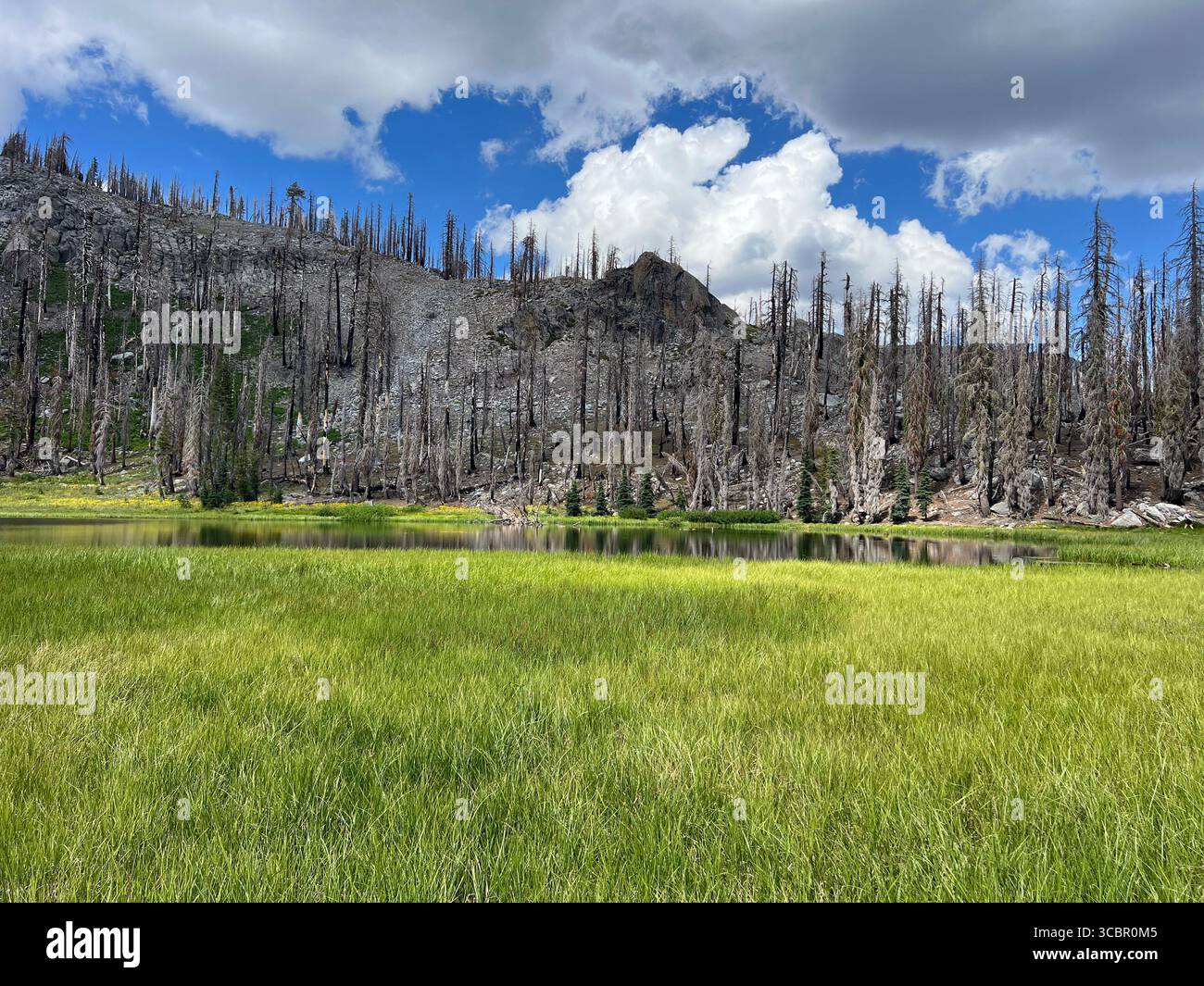 Expansive green meadow and volcanic mountain ridge under dramatic summer clouds at Cold Boiling Lake, Lassen Volcanic National Park, California. - Smartphone Captured Stock Image