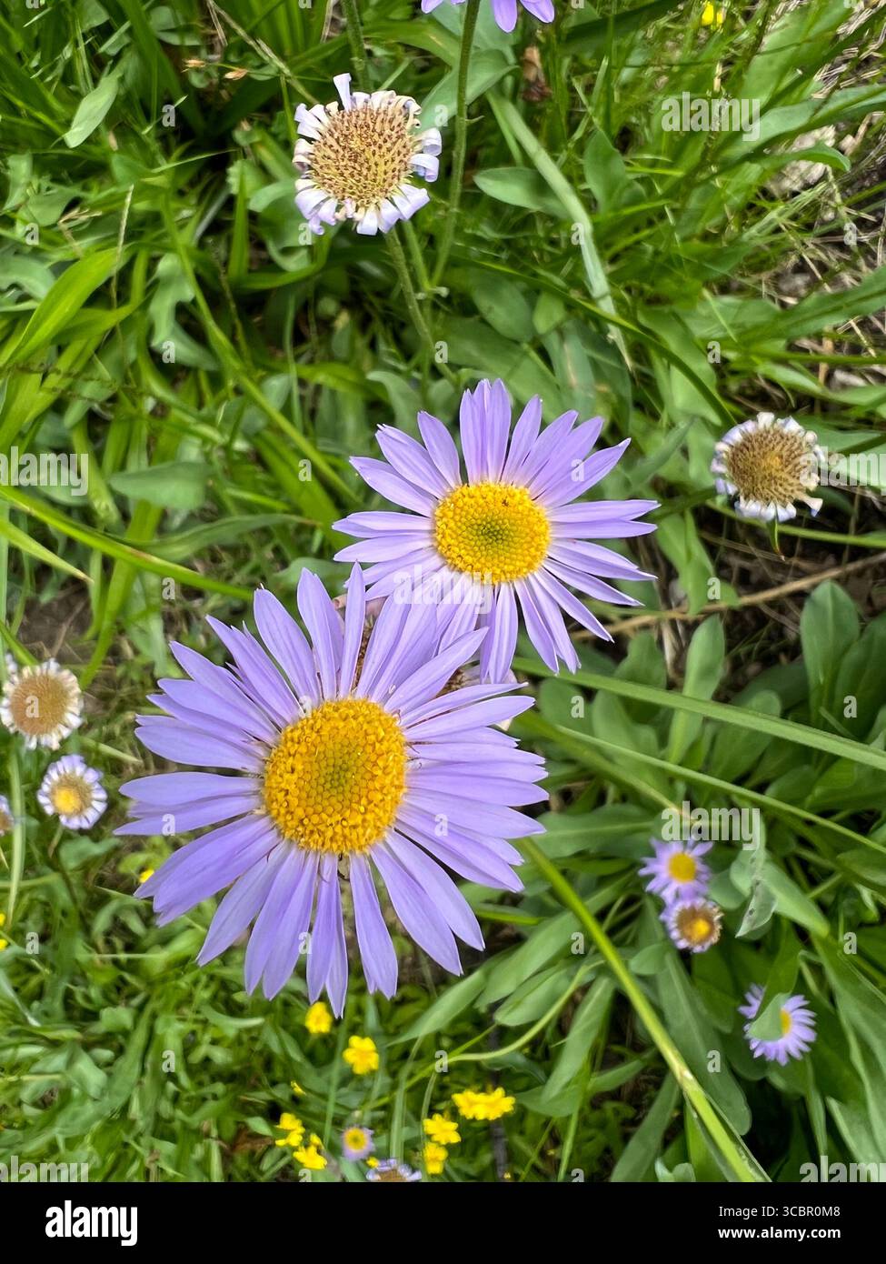 Close-up of alpine aster flowers with purple petals and golden centers in Lassen Volcanic National Park, California, captured in natural summer light. - Smartphone Captured Stock Image