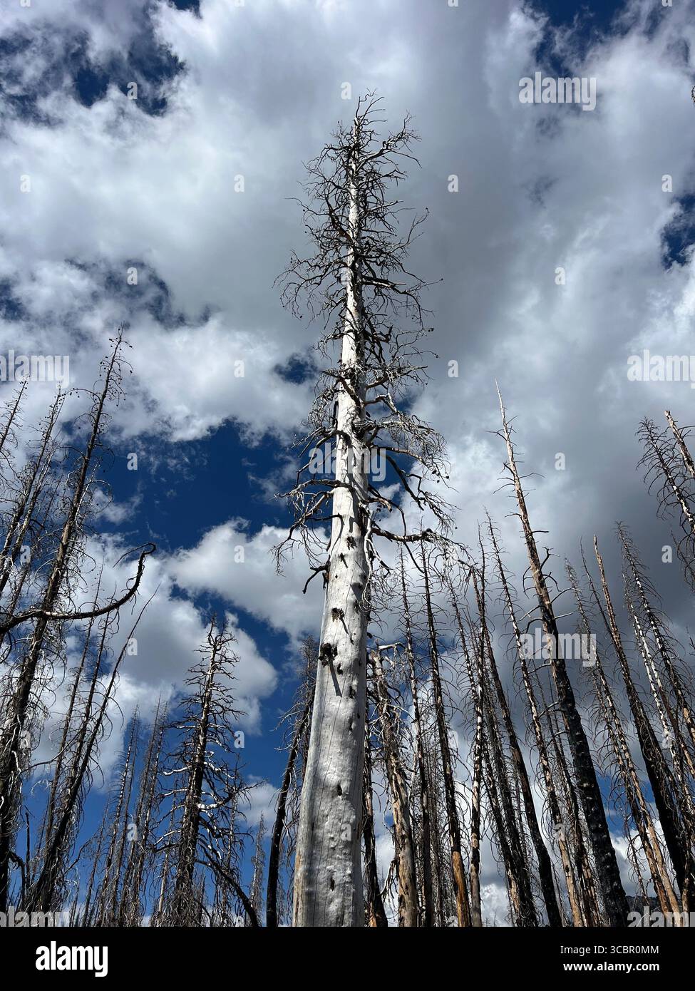 Solitary pine tree reaching toward dramatic cloudy sky during late summer at Lassen Volcanic National Park, California wilderness area. - Smartphone Captured Stock Image