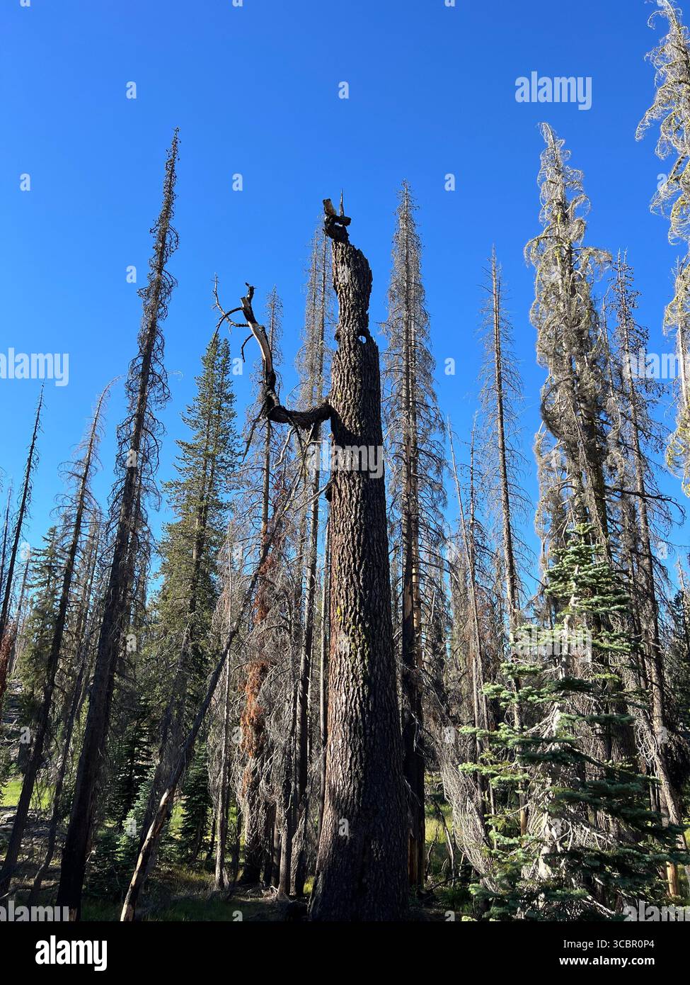Burnt tree resembling a creature on Kings Creek Trail, Lassen Volcanic National Park, symbol of wildfire survival and resilience. - Smartphone Captured Stock Image