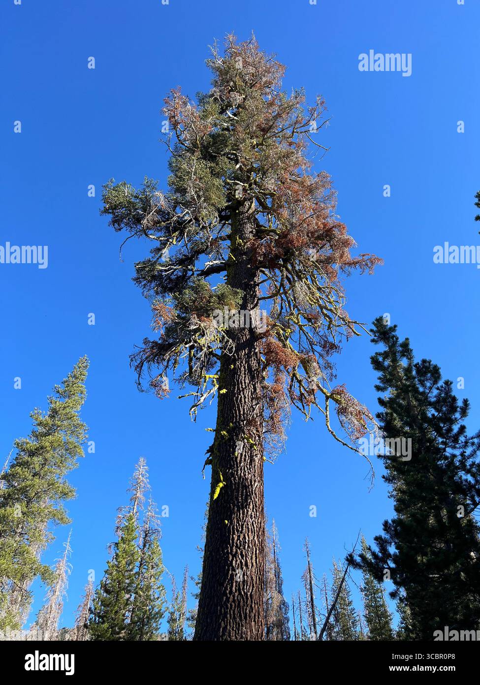Tall pine tree with unique three-color crown under blue sky on Kings Creek Trail, Lassen Volcanic National Park, symbolizing diversity and strength. - Smartphone Captured Stock Image