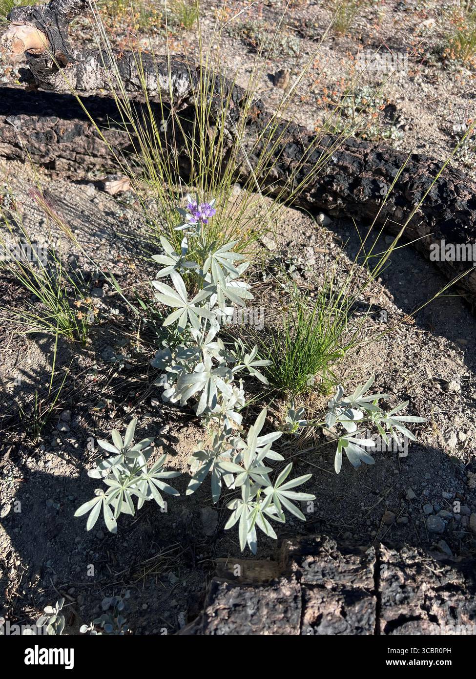Silver lupine with purple flowers and silvery leaves growing from rocky cracks in Lassen Volcanic National Park, symbolizing resilience and survival. - Smartphone Captured Stock Image