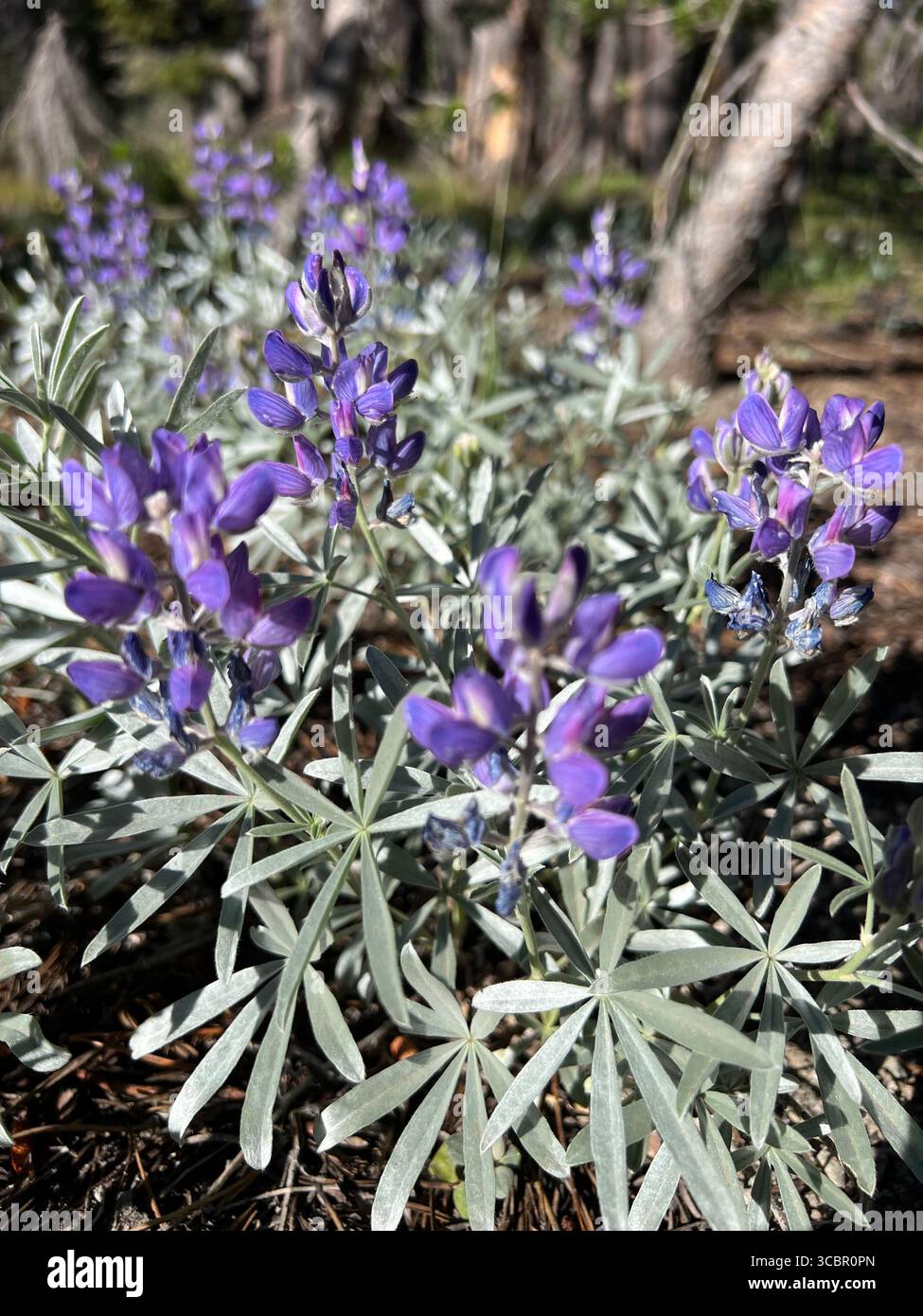 Silver lupin wildflower with purple blooms in natural meadow near Kings Creek at Lassen Volcanic National Park California wilderness area - Smartphone Captured Stock Image
