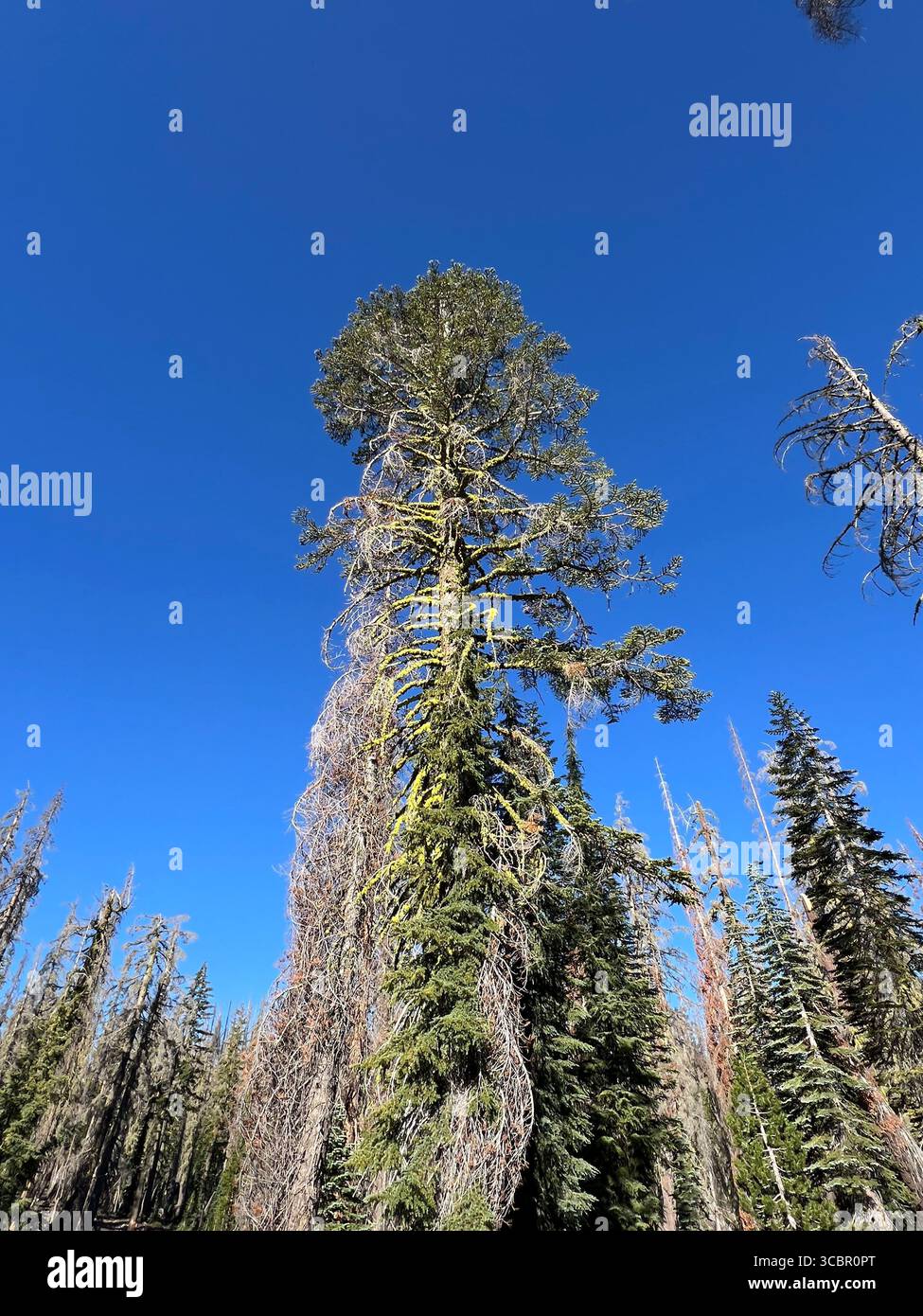 Low angle view of a tall pine tree with circular branches on Kings Creek Trail, Lassen Volcanic National Park, California, under clear blue sky. - Smartphone Captured Stock Image
