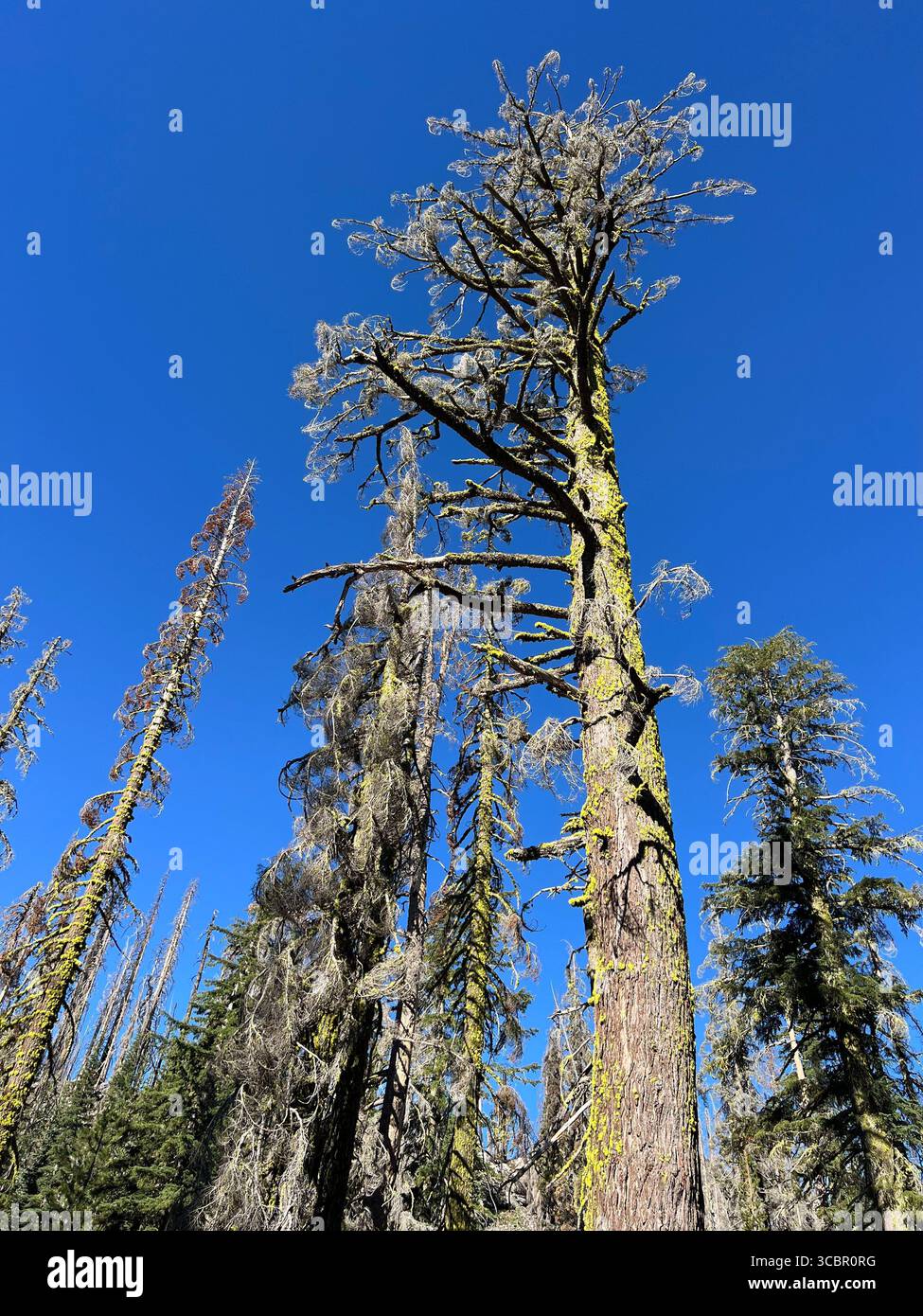 Pine tree with new growth after forest fire in Lassen Volcanic National Park near Kings Creek, symbolizing resilience, biodiversity, and renewal. - Smartphone Captured Stock Image