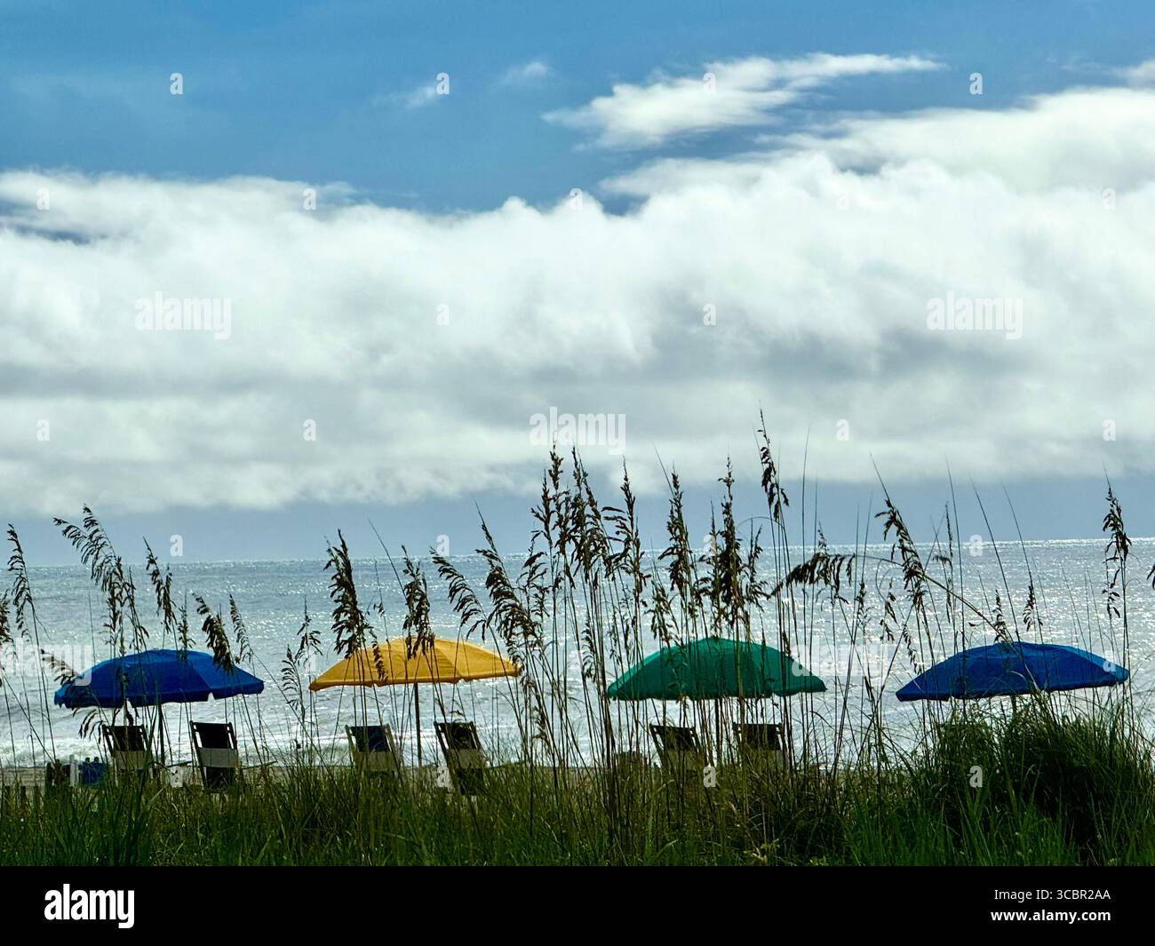 Colorful umbrellas carefully lined up on the Myrtle Beach, seen through grasses. - Smartphone Captured Stock Image