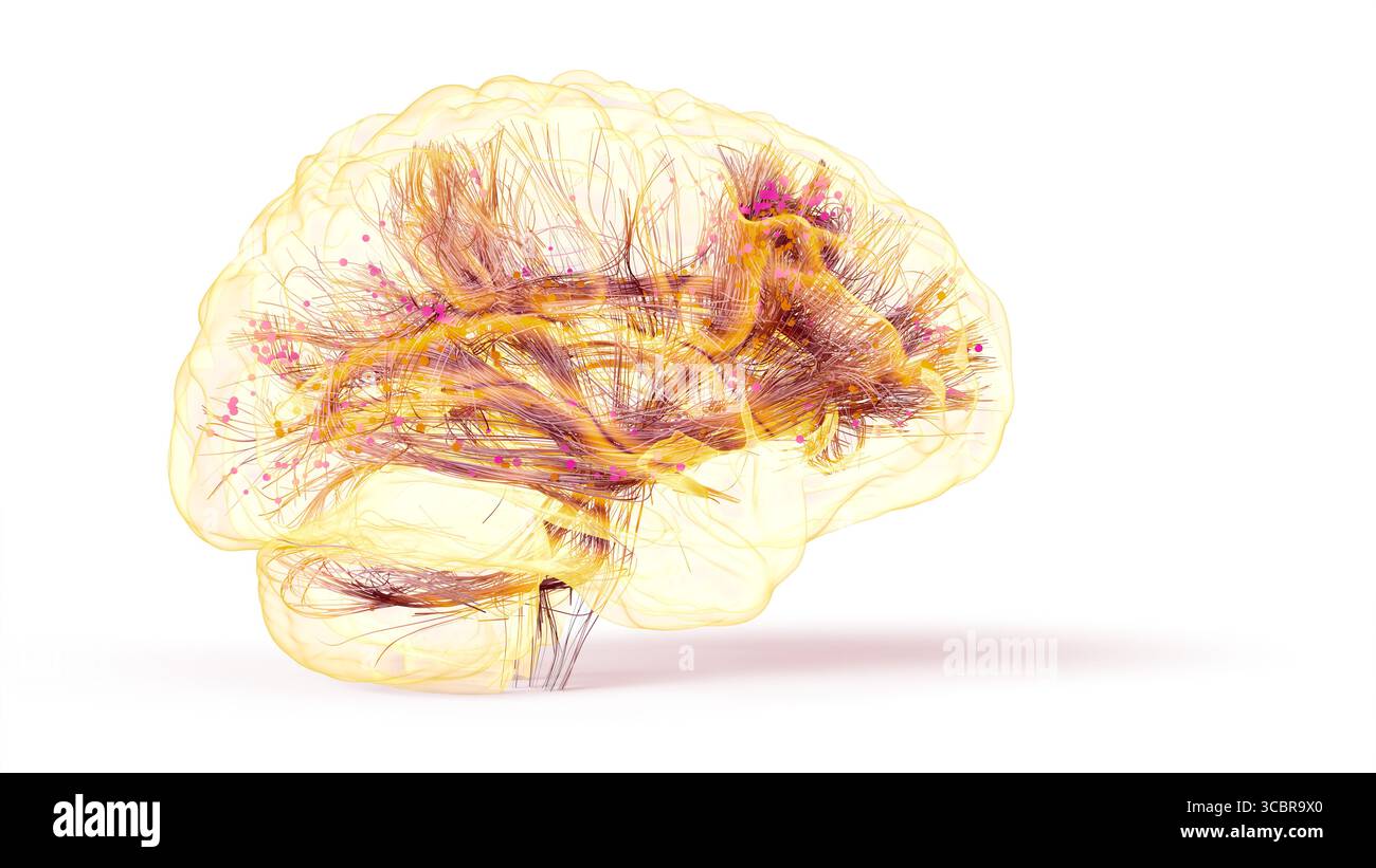 Conceptual illustration of connections within the brain. Based on advanced diffusion tensor imaging (DTI) techniques using real magnetic resonance imaging (MRI) data. Stock Photo