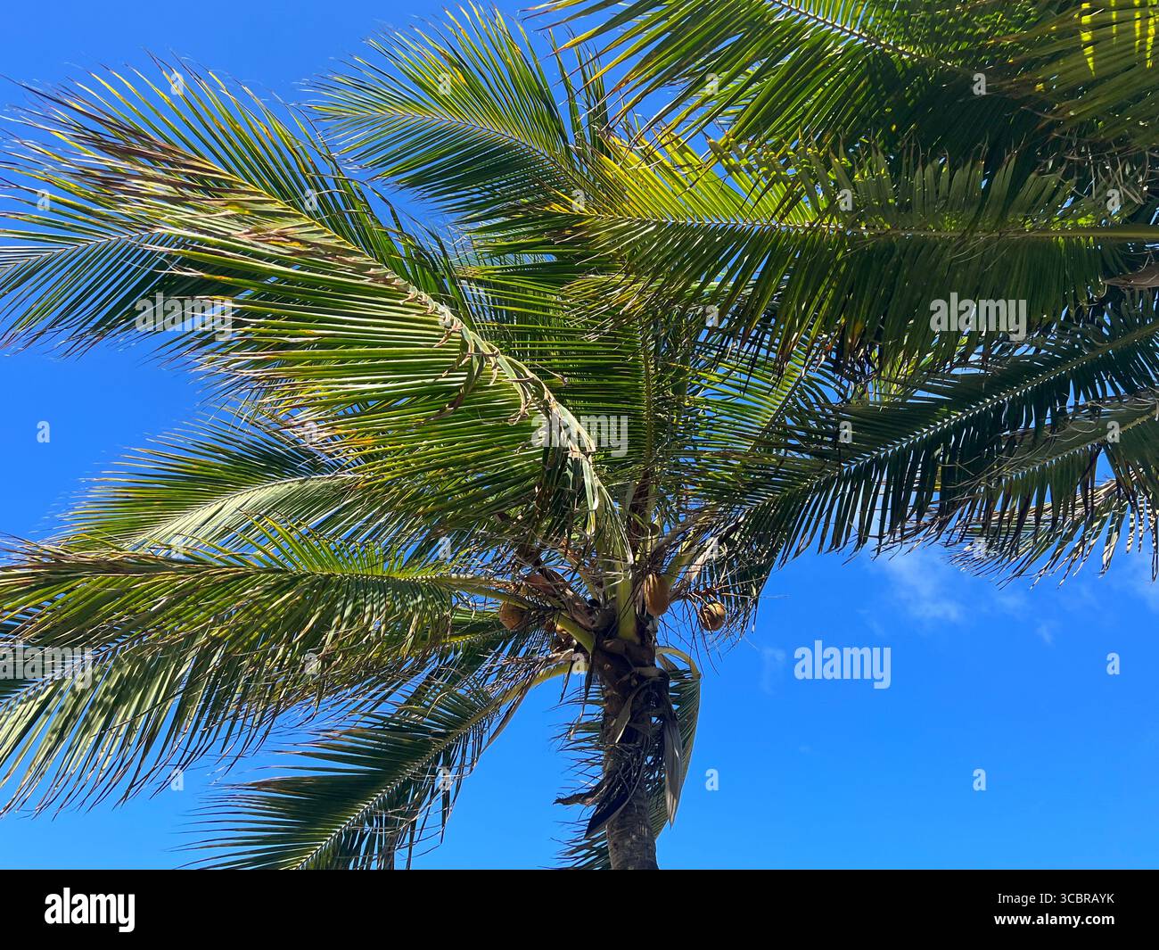 Sun shining brightly on palm trees in Montego Bay - Smartphone Captured Stock Image Sun shining brightly on palm trees in Montego Bay - Smartphone Captured Stock Image