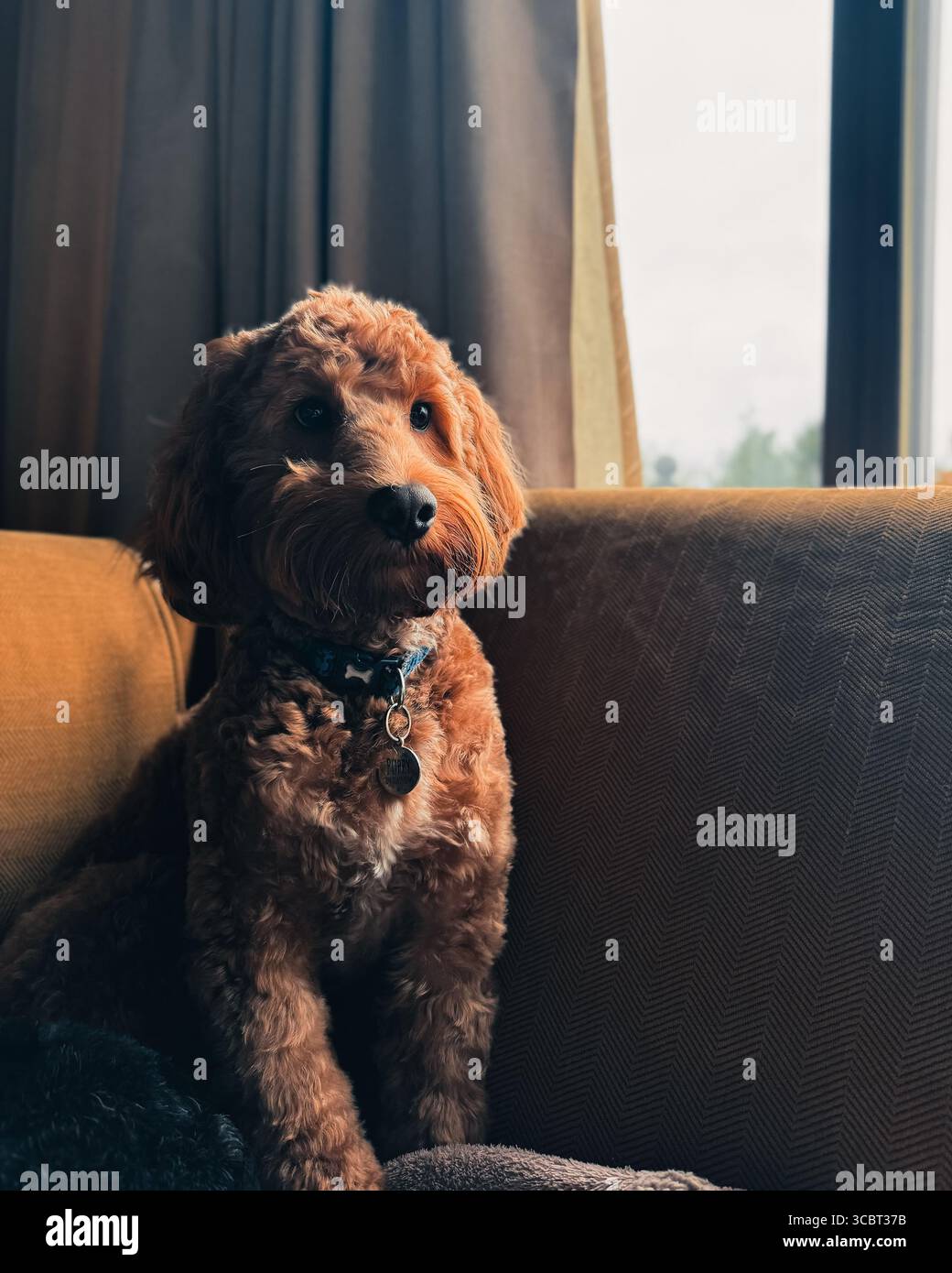 Cockapoo - Smartphone Captured Stock Image