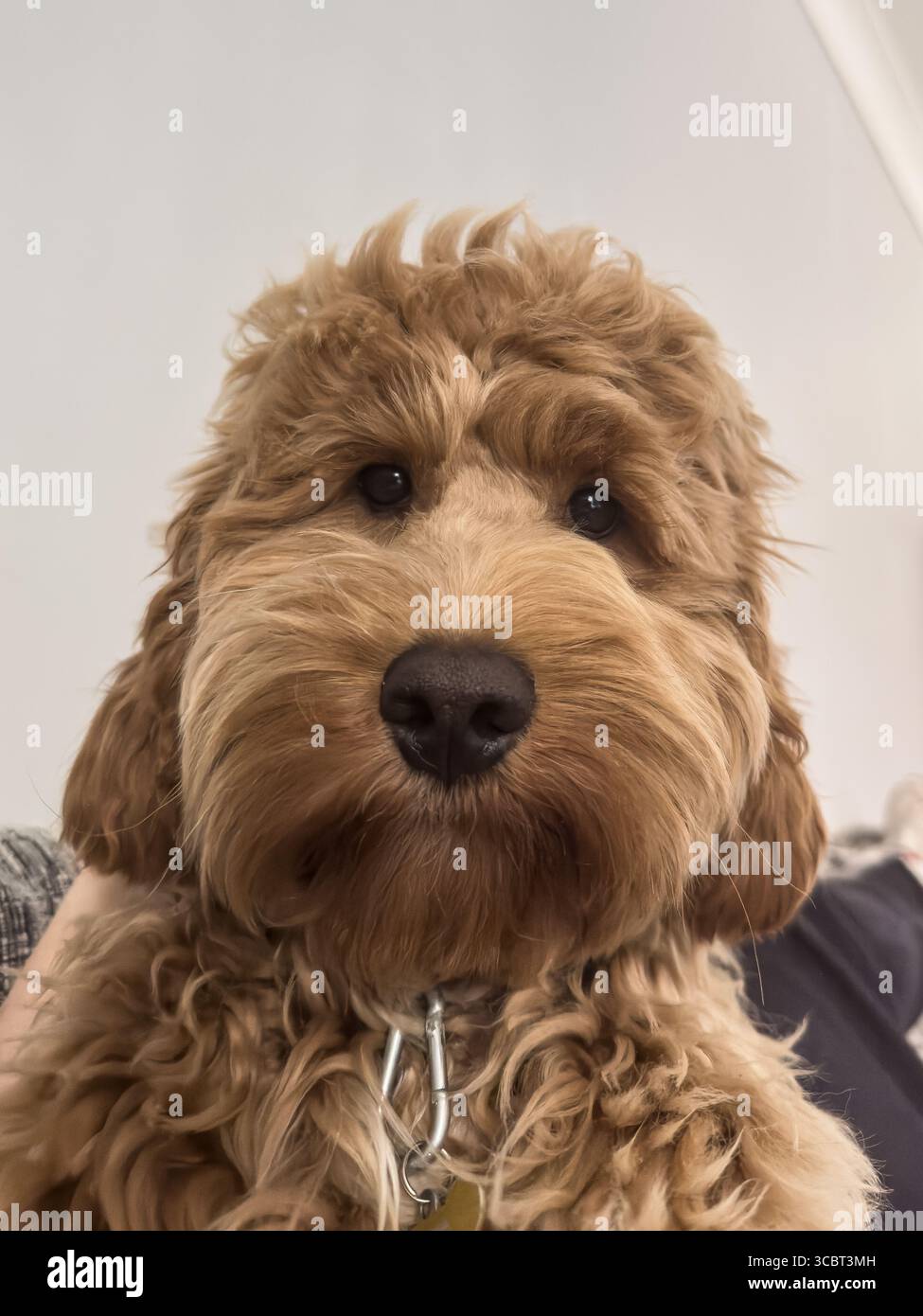 Cockapoo - Smartphone Captured Stock Image