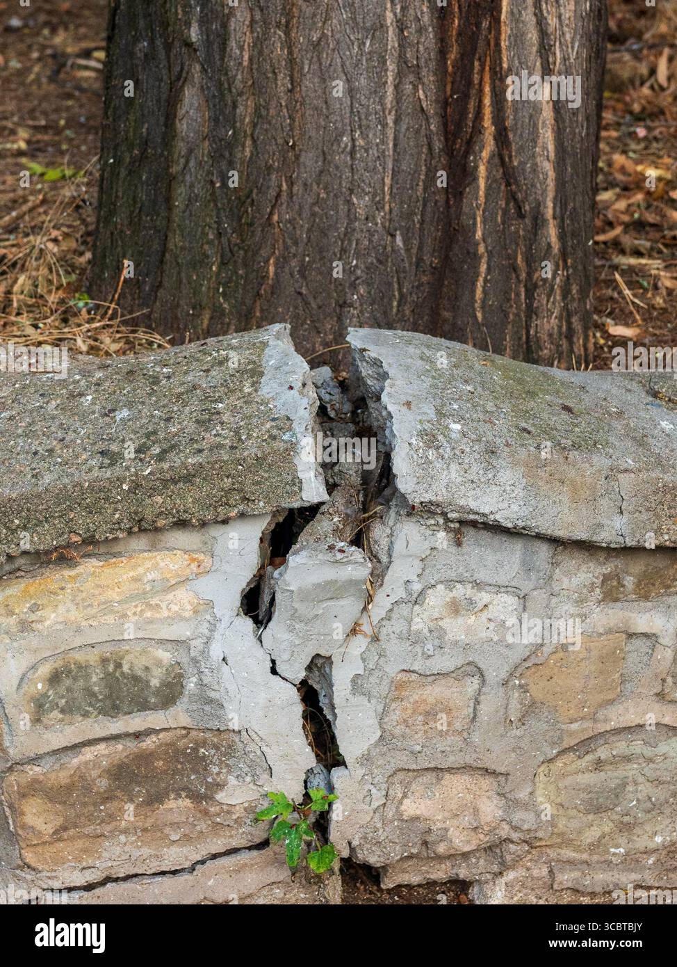 Cracked by strong roots hi-res stock photography and images - Alamy