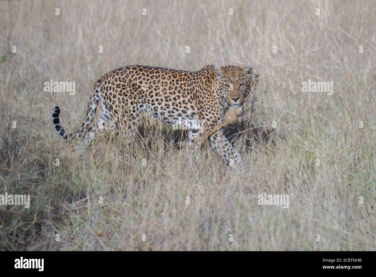 Africa wildlife. Panthera leopard, Panthera pardus, levhart, predator ...