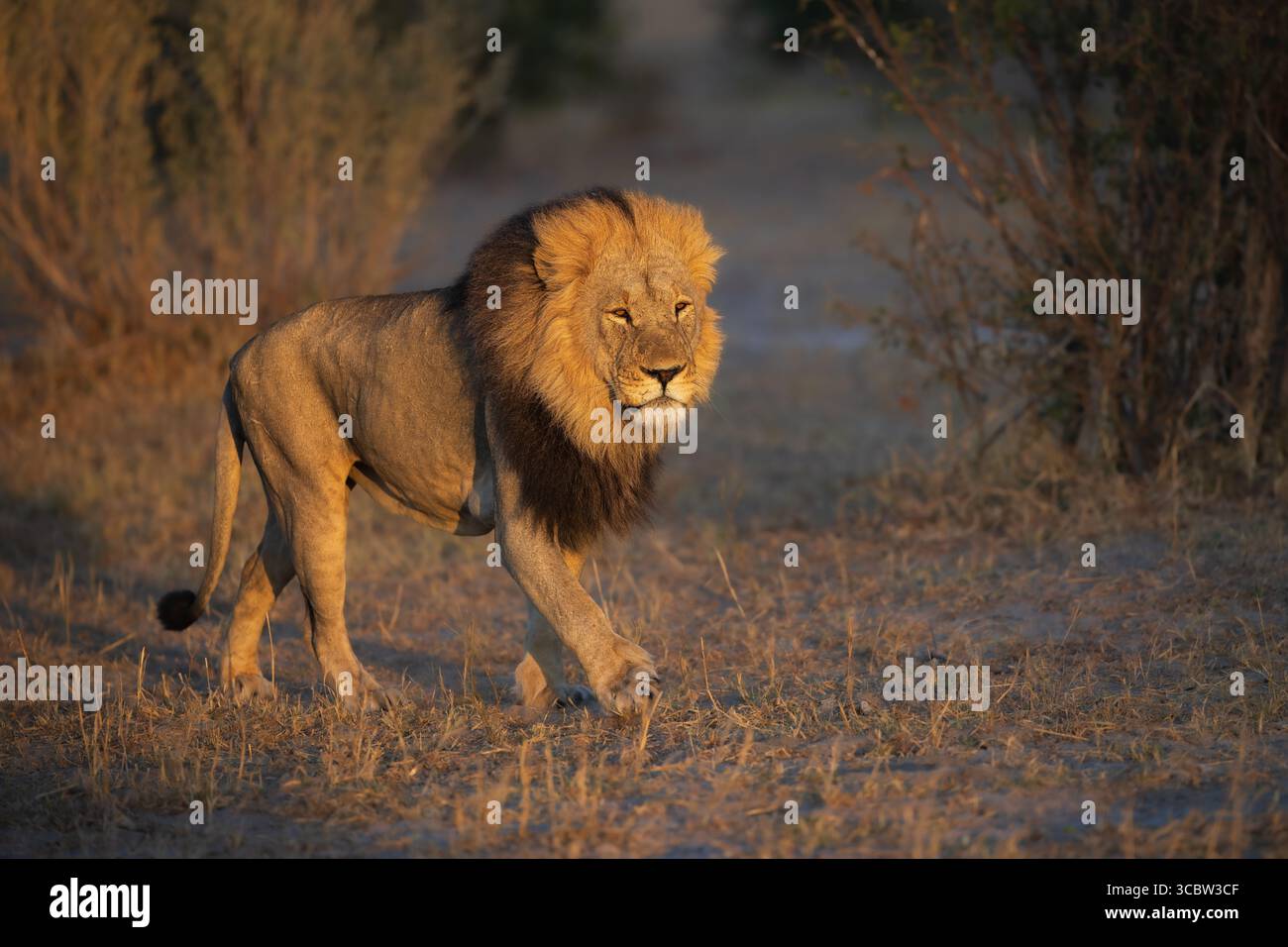 Portrait of a strong male African lion Panthera leo, Moremi game ...