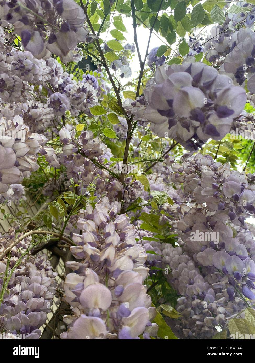 an upward view of an abundantly prolific wisteria vine in full bloom over the door way in springtime in bruxelles belgium - Smartphone Captured Stock Image