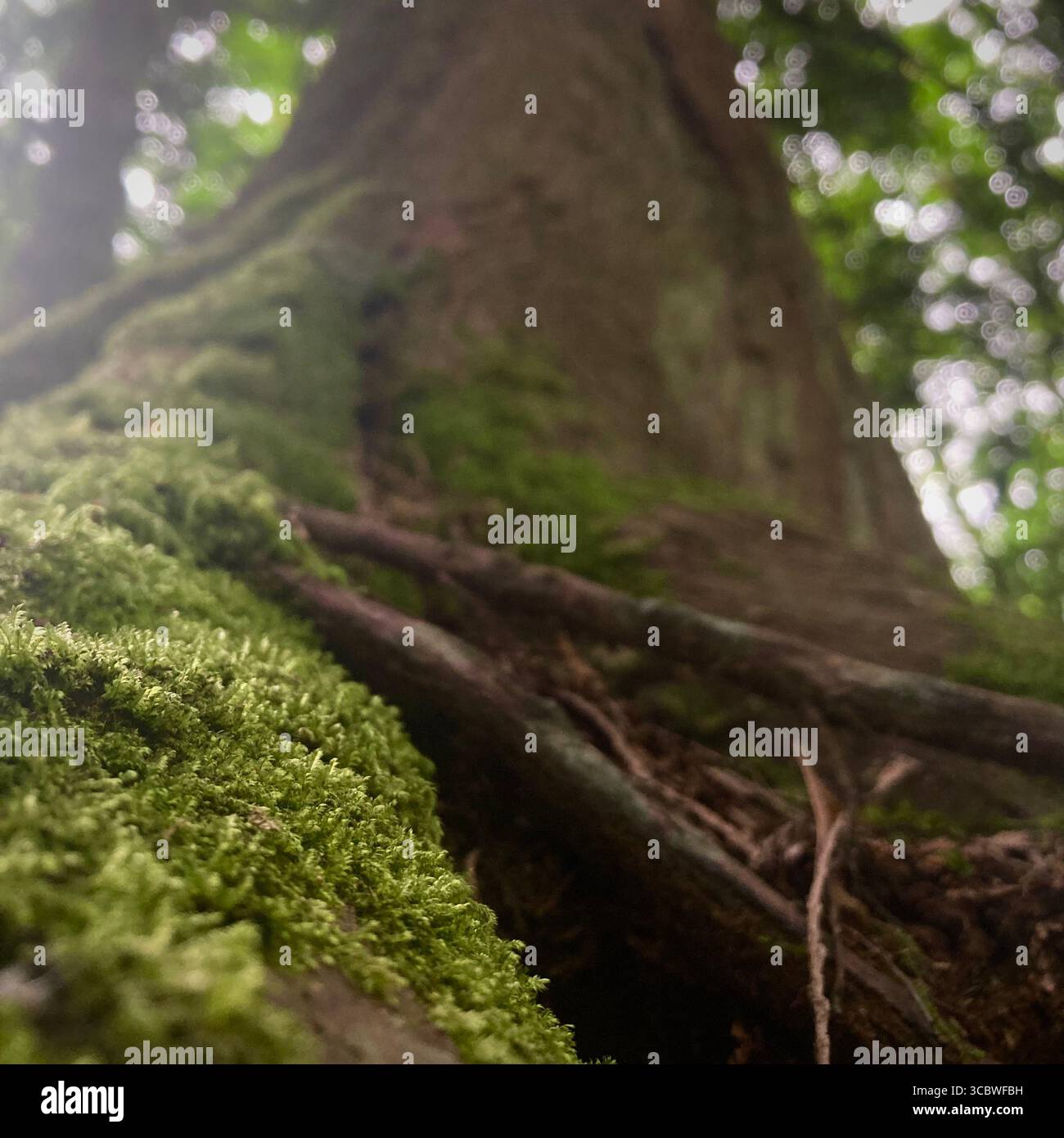 a hike in the forest - Smartphone Captured Stock Image