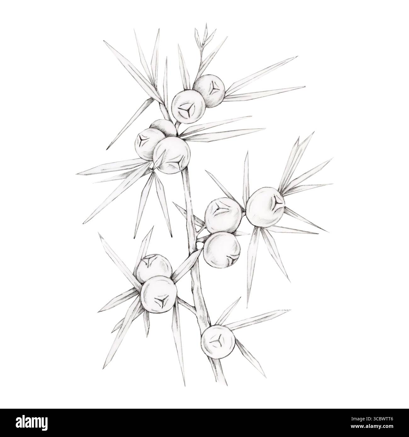 Juniper Tree Line Drawing