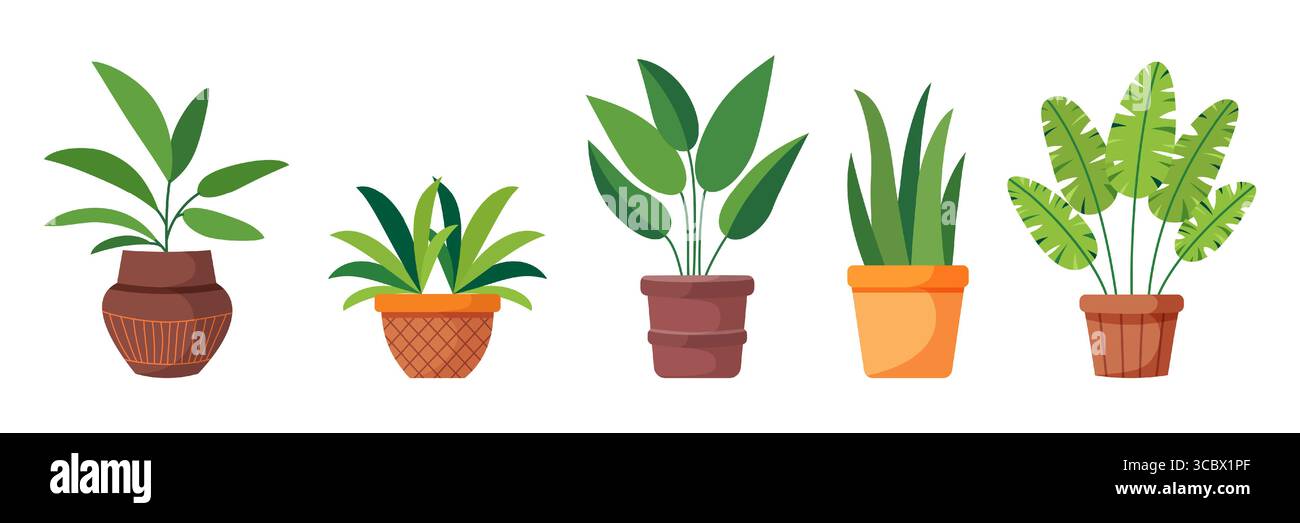 Set of house plants in pots. Flat vector illustration of green potted ...