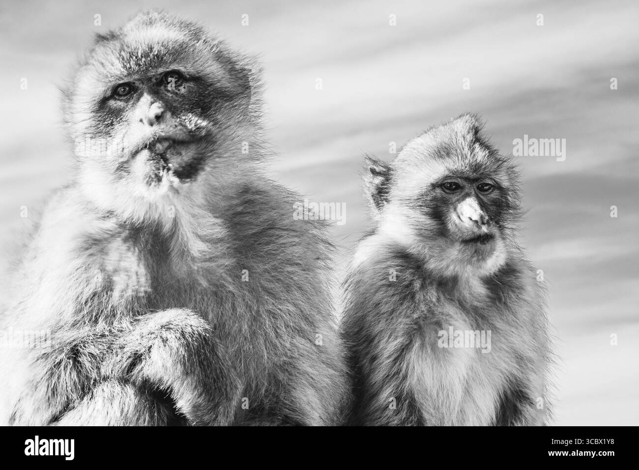 Monkeys world Black and White Stock Photos & Images - Alamy