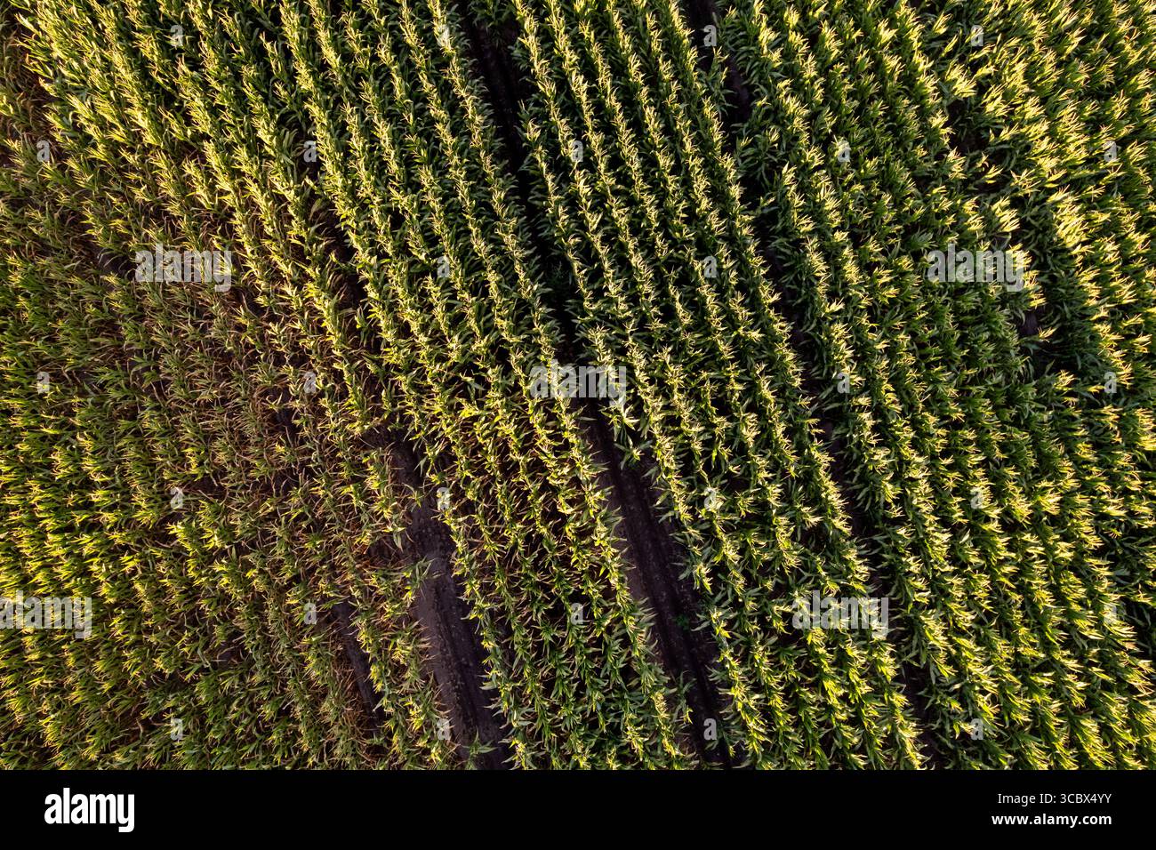 Aerial view lush cornfield rows hi-res stock photography and images - Alamy