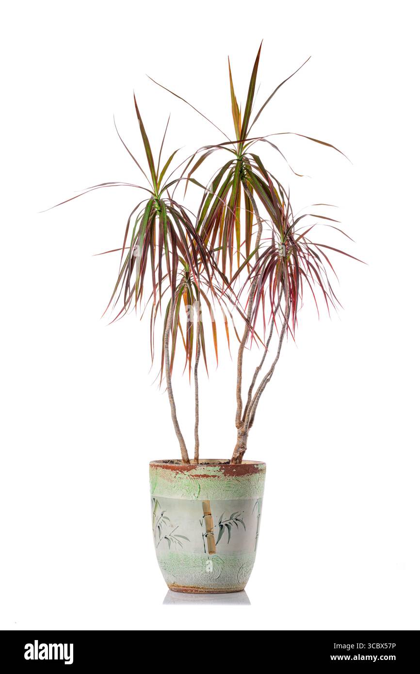 Dracena plant hi-res stock photography and images - Alamy