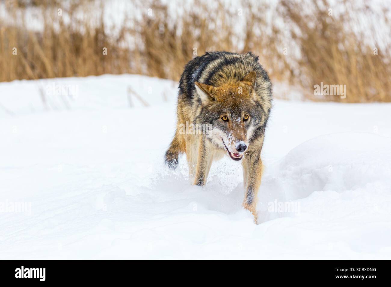 Timber wolf with snow outdoors in winter. European wolf Canis Lupus in ...