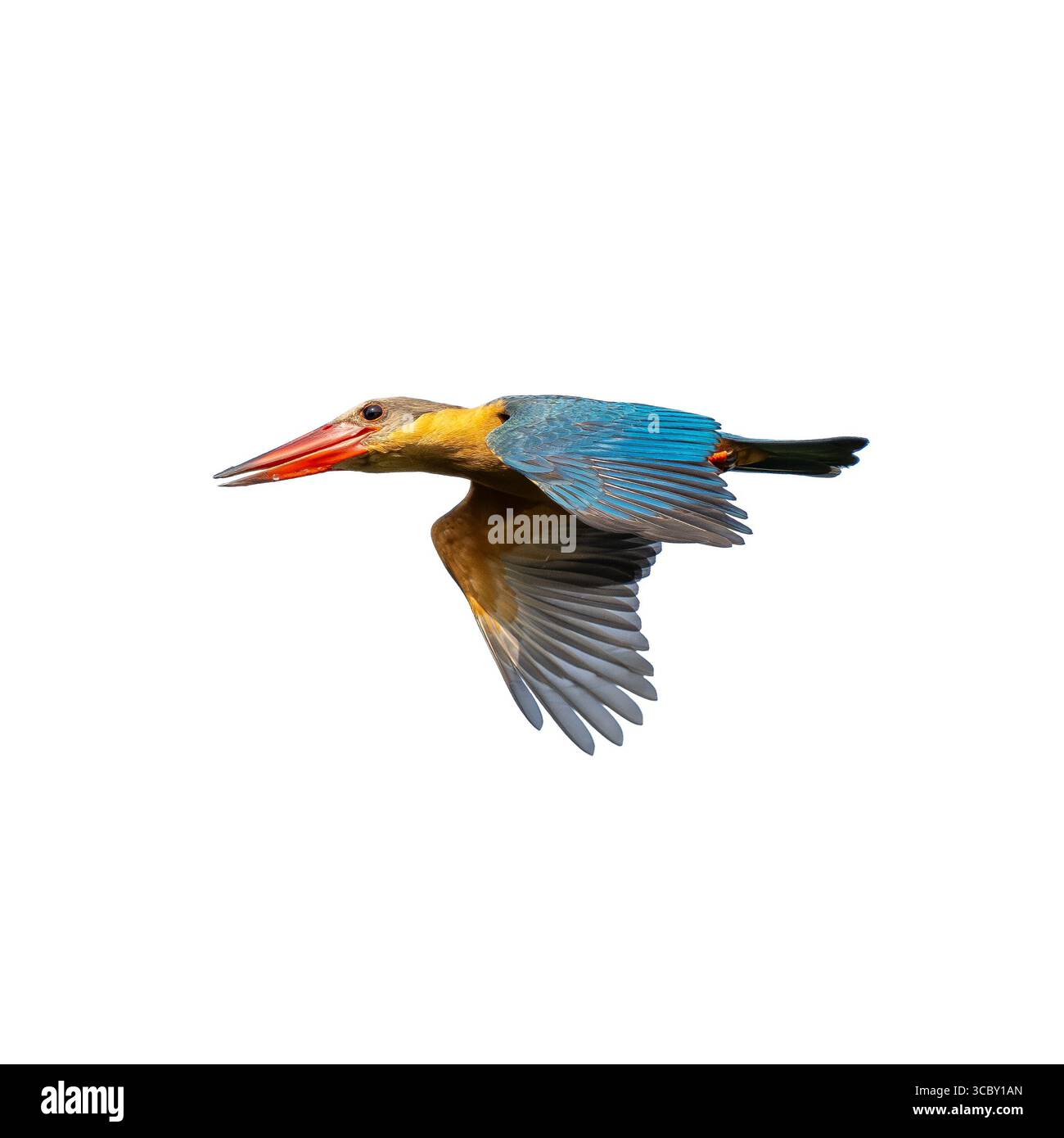 Close-up of a Stork-billed Kingfisher flying, featuring bright blue wings, golden underparts, and a prominent red bill, captured mid-air against a cle Stock Photo