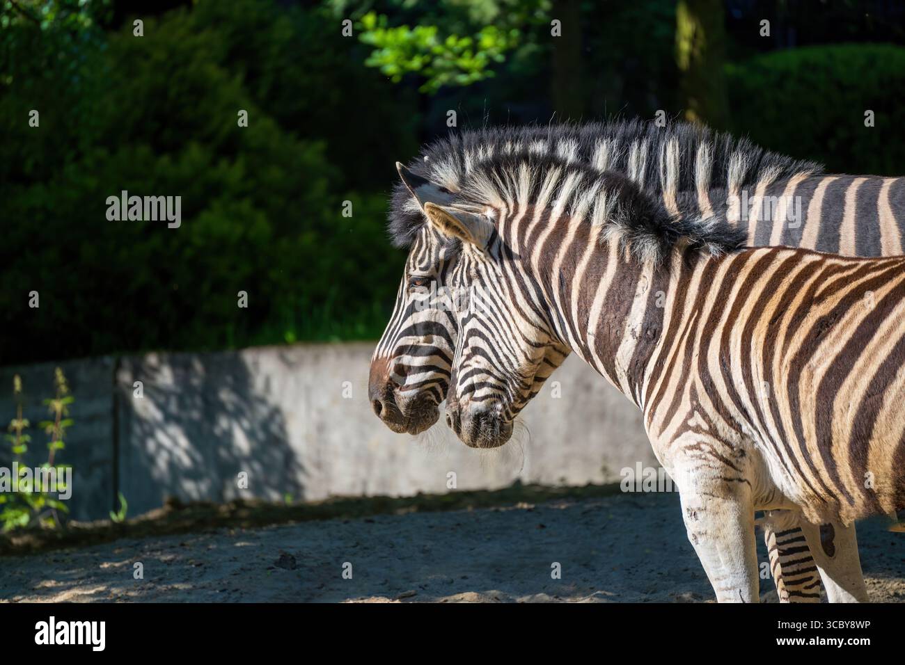 Zebra in zoo enclosure with distinctive black and white stripes ...