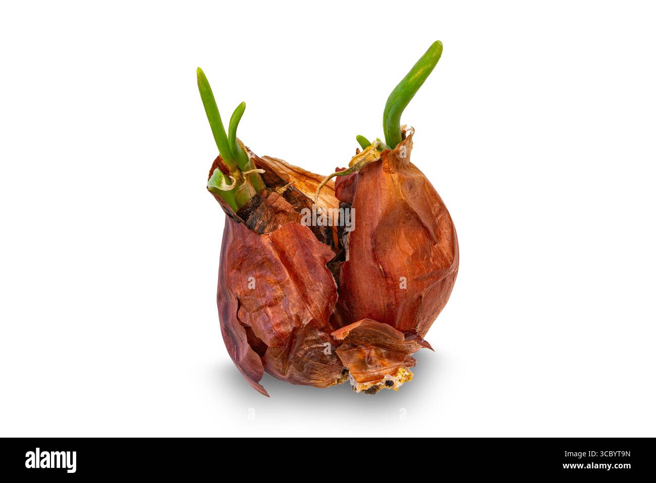 Red onion with sprouts isolated on white background with clipping path. Stock Photo