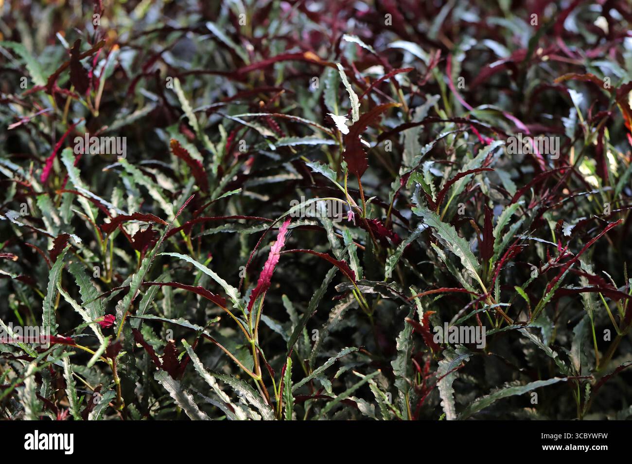 Dragon's Tongue Plant, Strobilanthes sinuata, Acanthaceae. Peninsular Malaysia, Asia. Syn. Ruellia repanda, Hemigraphis repanda. Stock Photo