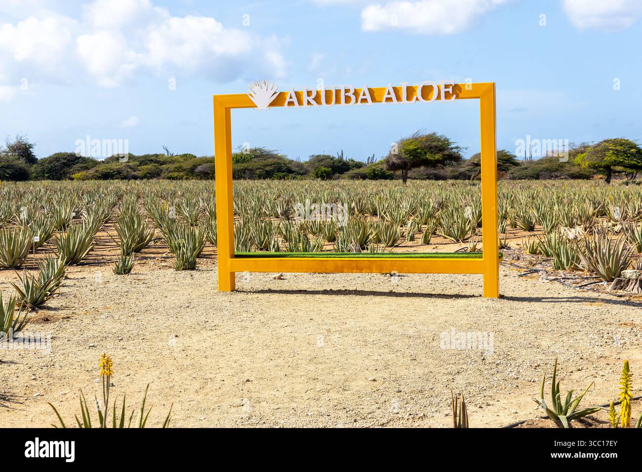 Aloe vera aruba caribbean aloe hi-res stock photography and images - Alamy