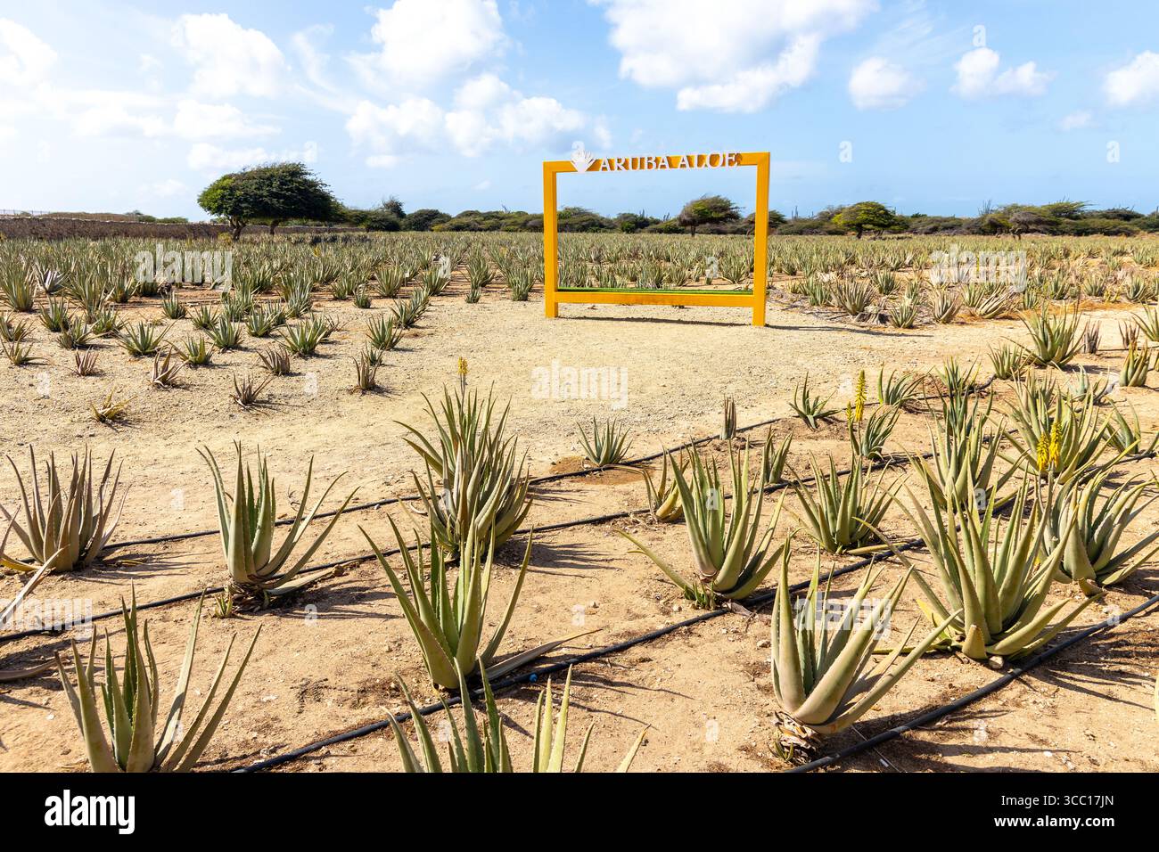 HATO, ARUBA - APRIL 6, 2025: A signboard in a field of aloe vera at the Royal  Aruba Aloe Factory and Museum Stock Photo - Alamy