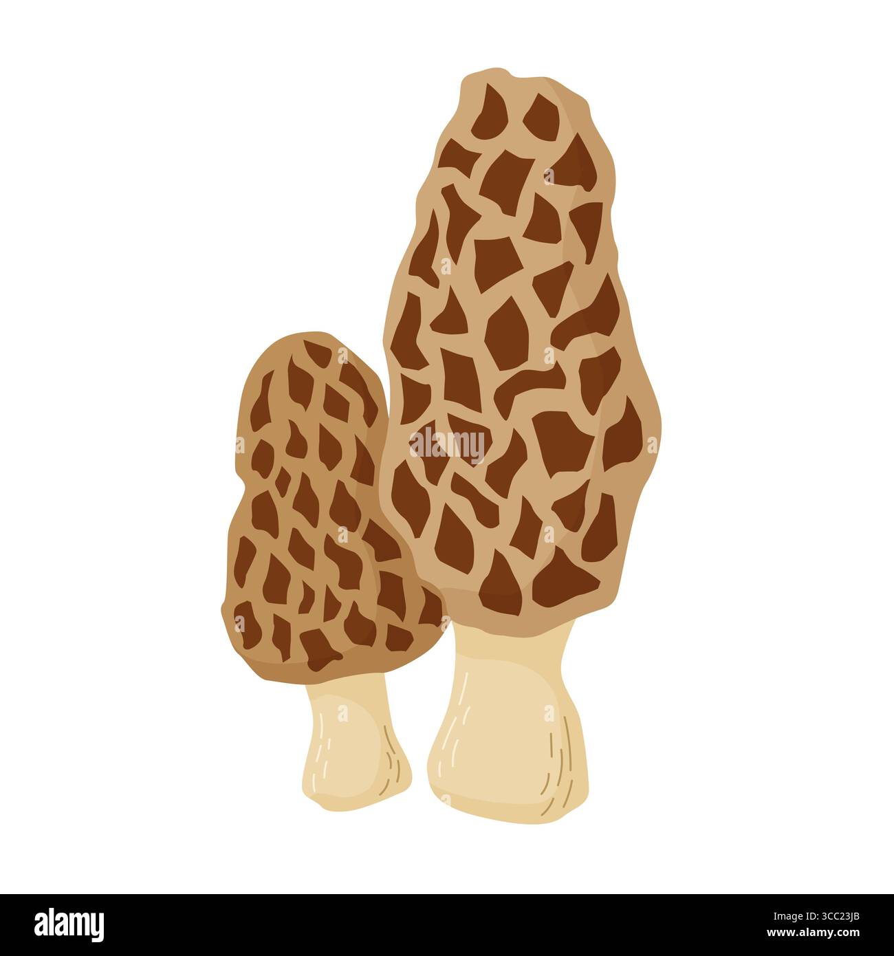 Edible Morel mushrooms vector illustration. Morchella esculenta Stock ...