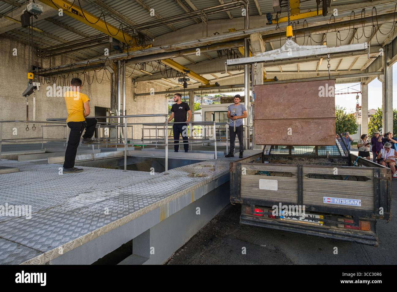Male employees using crane to lift metal bin filled with Moscatel Galego Branco grapes being delivered to the Adega Cooperativa de Favaios Winery, Fav Stock Photo