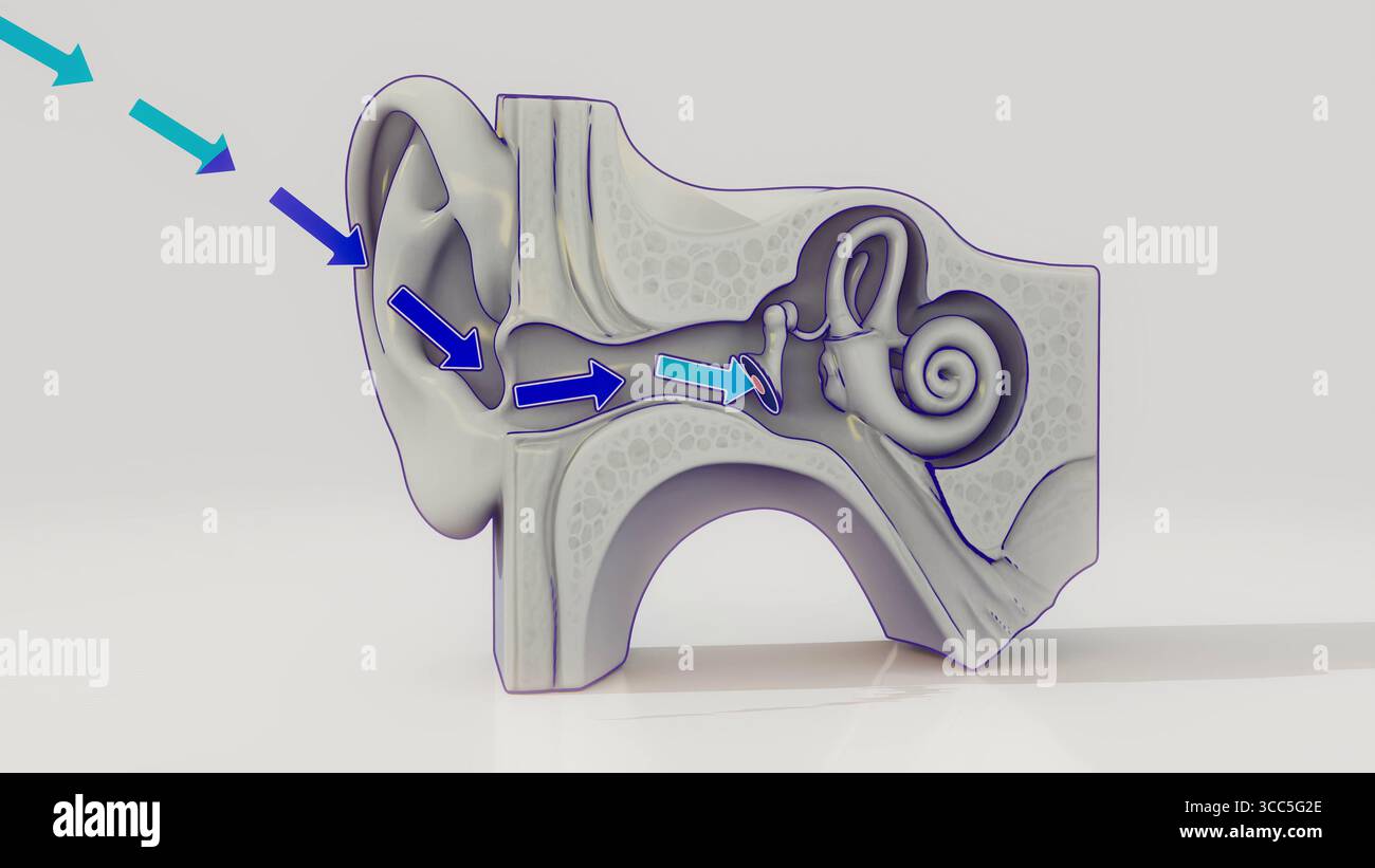Ear Loading Animation 3d animation human ear anatomy hi-res stock photography and images - Alamy