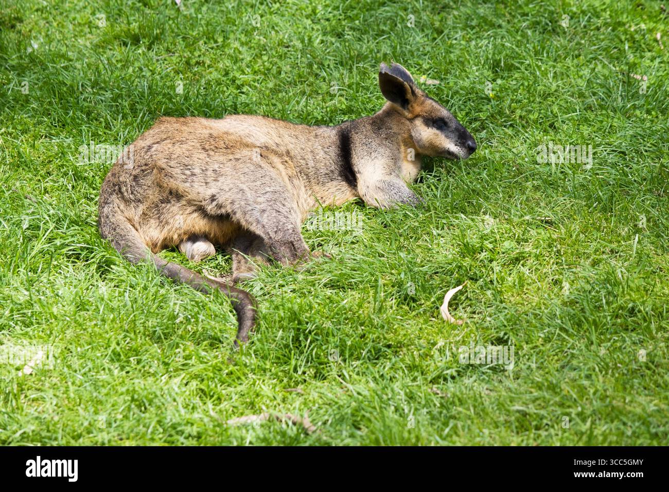 Rusty Ear The swamp wallaby has dark brown fur, often with lighter rusty patches ...